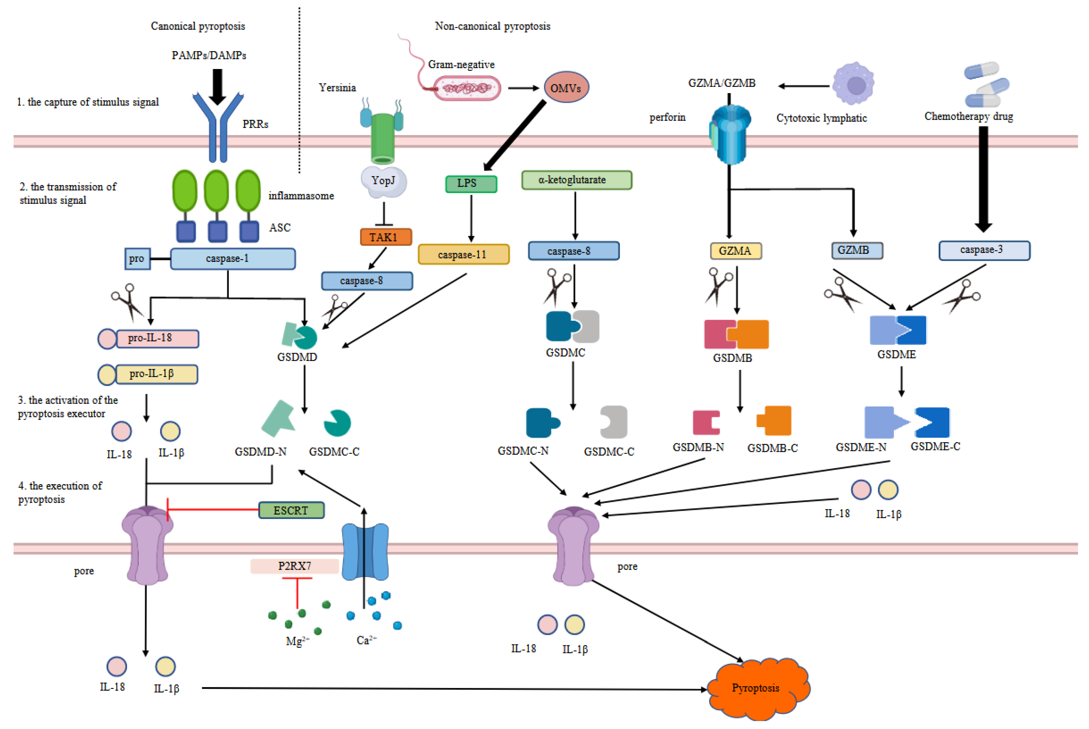 Ijms 23 10494 g002 Ijms 23 10494 g002
