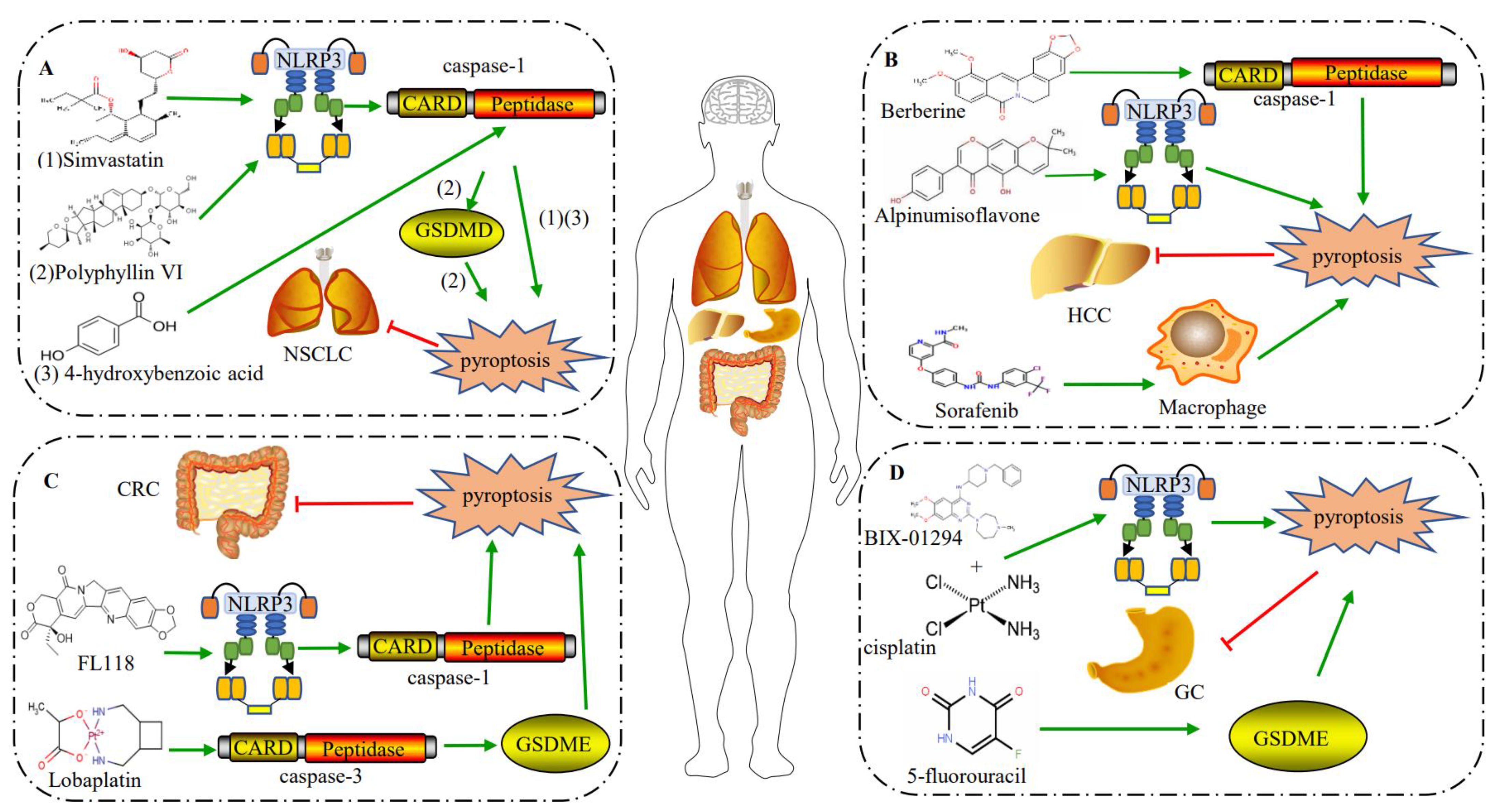 Ijms 23 10494 g003 Ijms 23 10494 g003