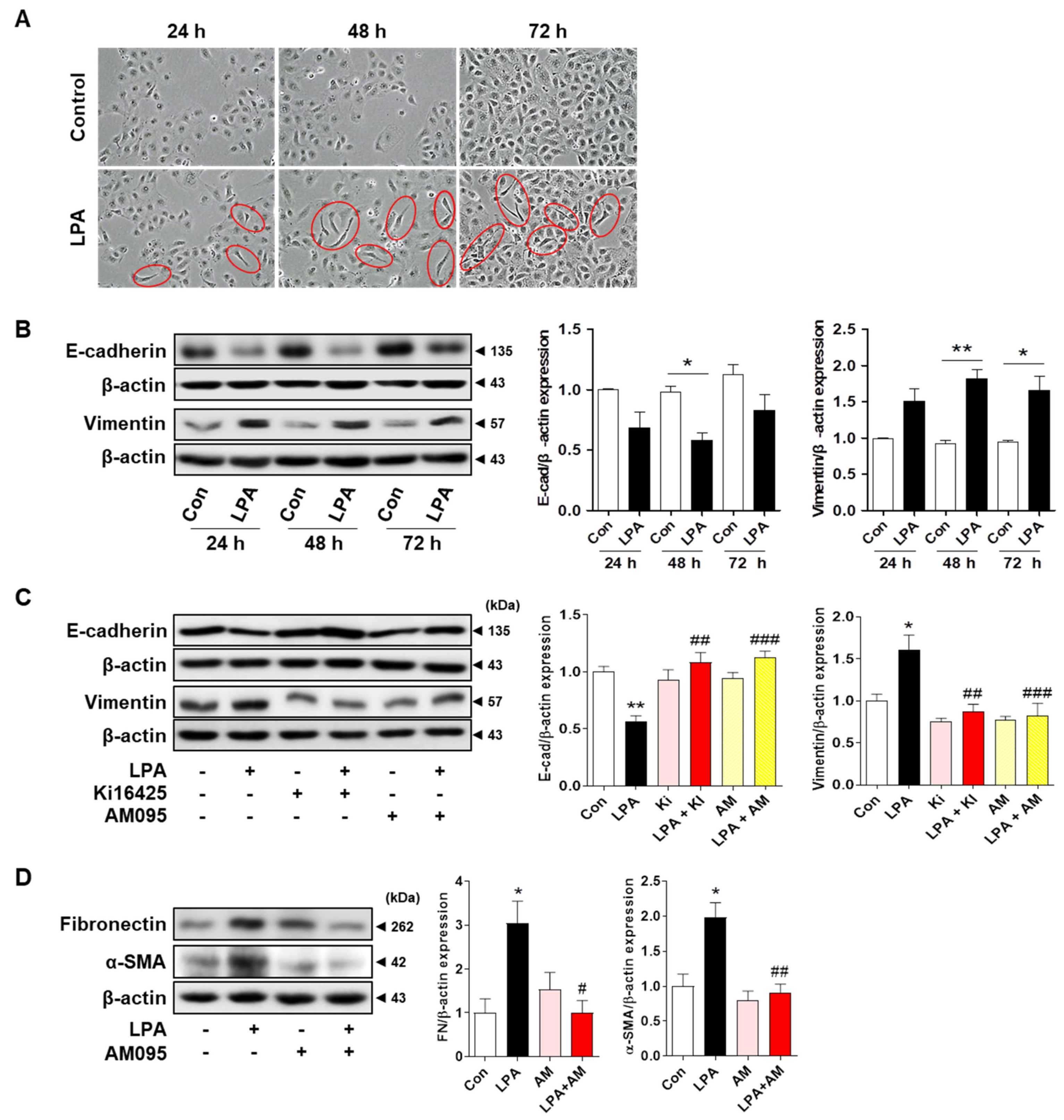 Ijms 23 10497 g002 550