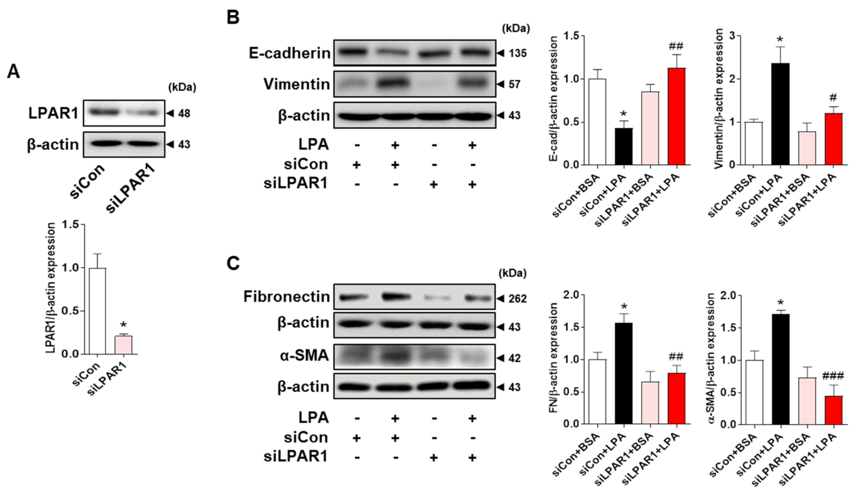 Ijms 23 10497 g003 550