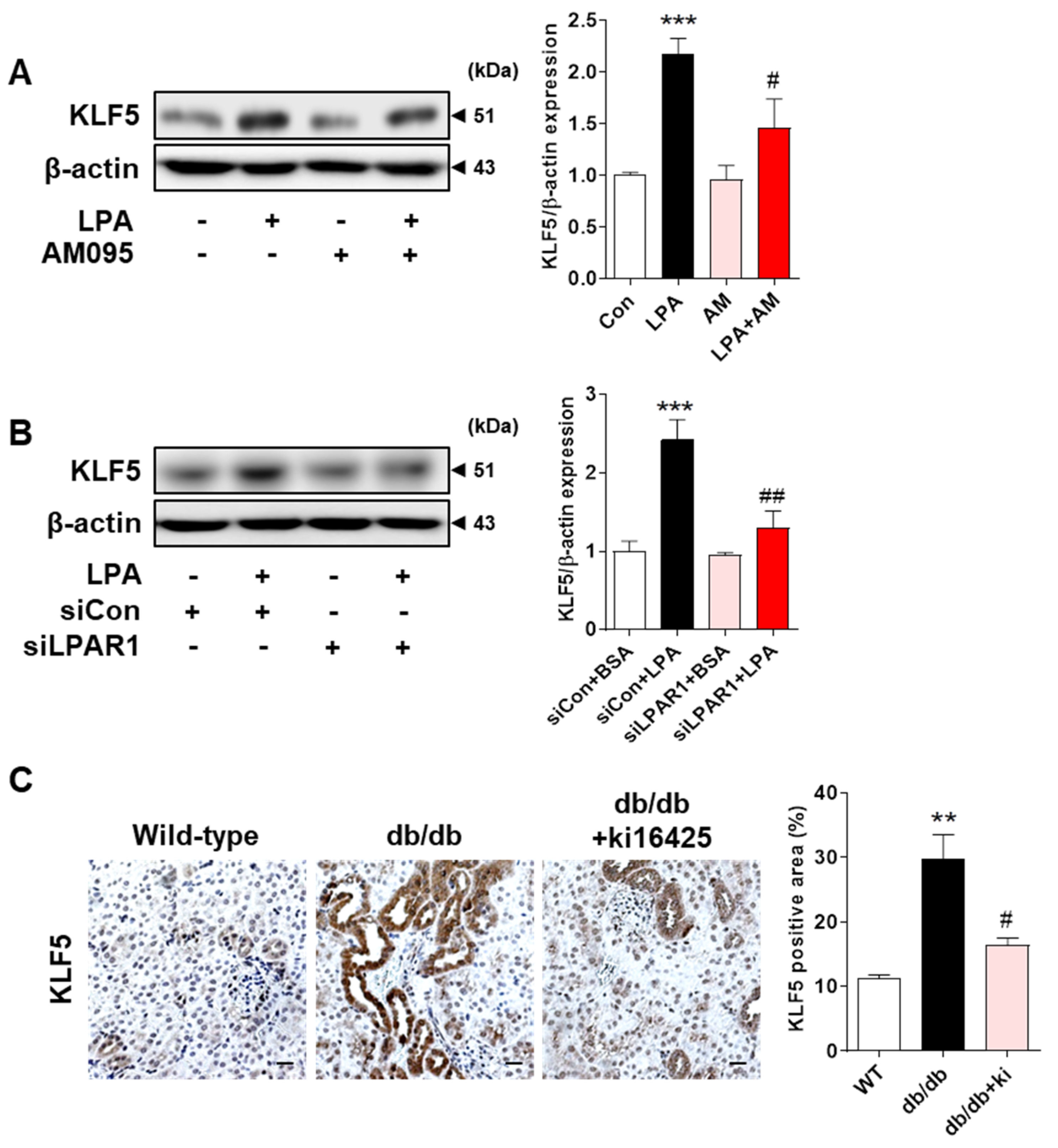 Ijms 23 10497 g004 550