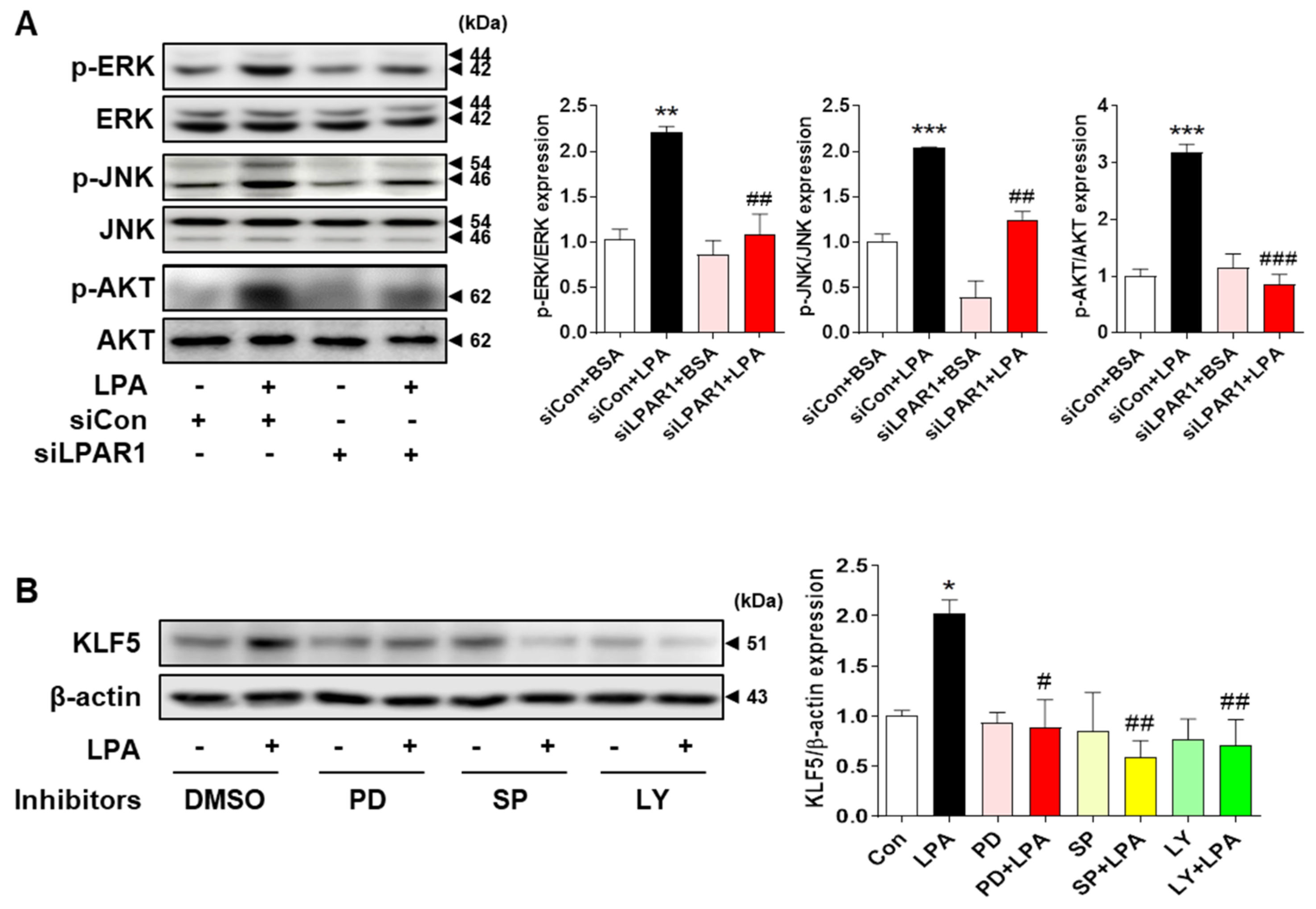 Ijms 23 10497 g006 550