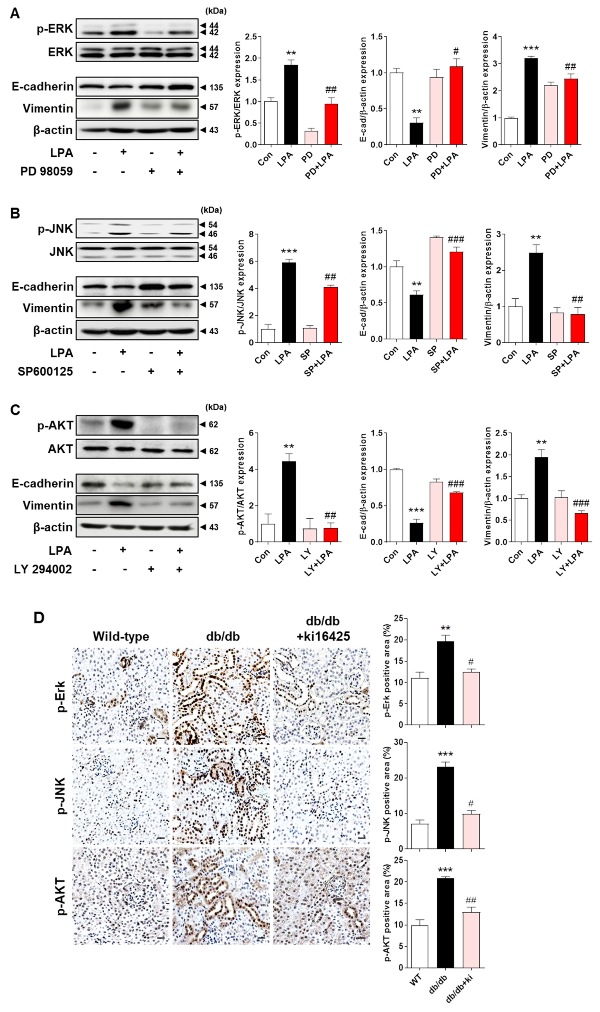 Ijms 23 10497 g007 550