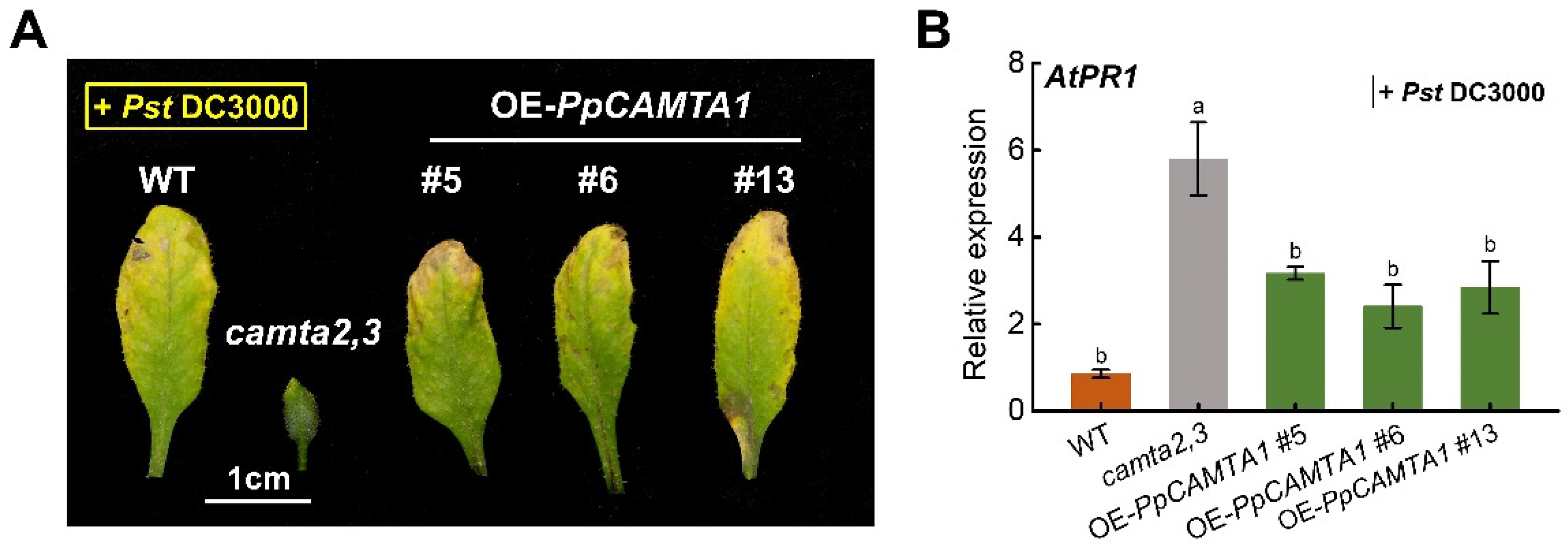 Ijms 23 10500 g009 550