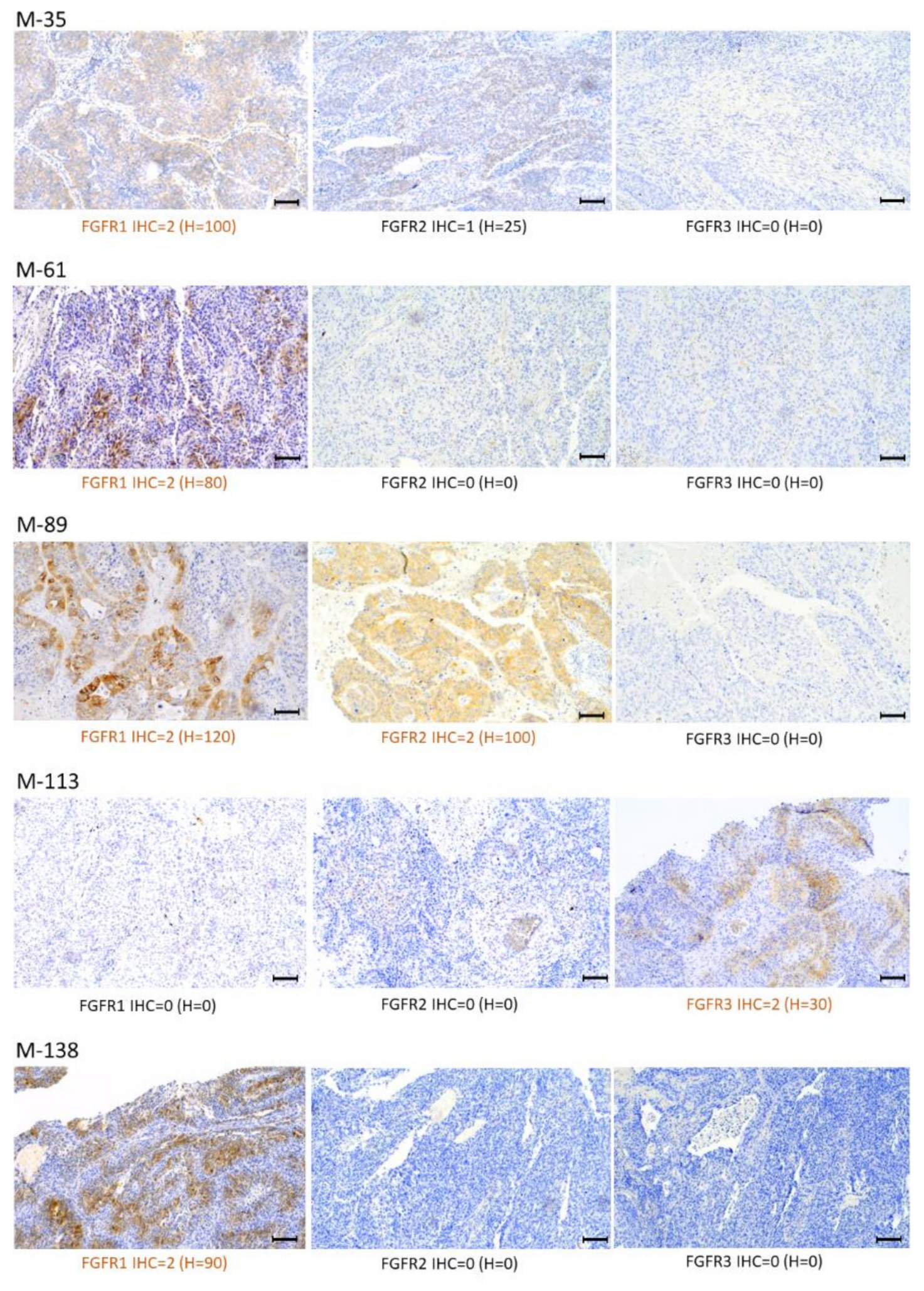 Ijms 23 10506 g005 Ijms 23 10506 g005