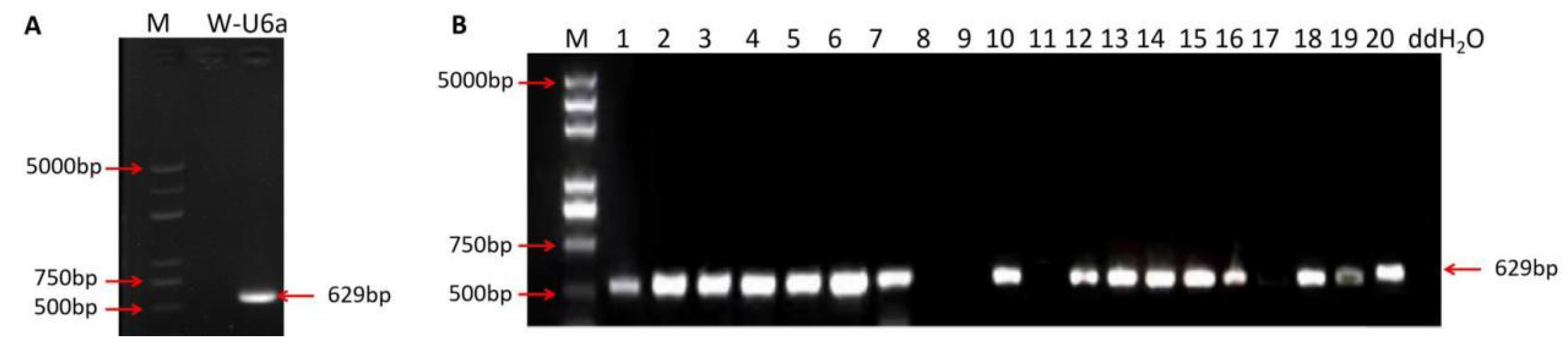 Ijms 23 10517 g002 550