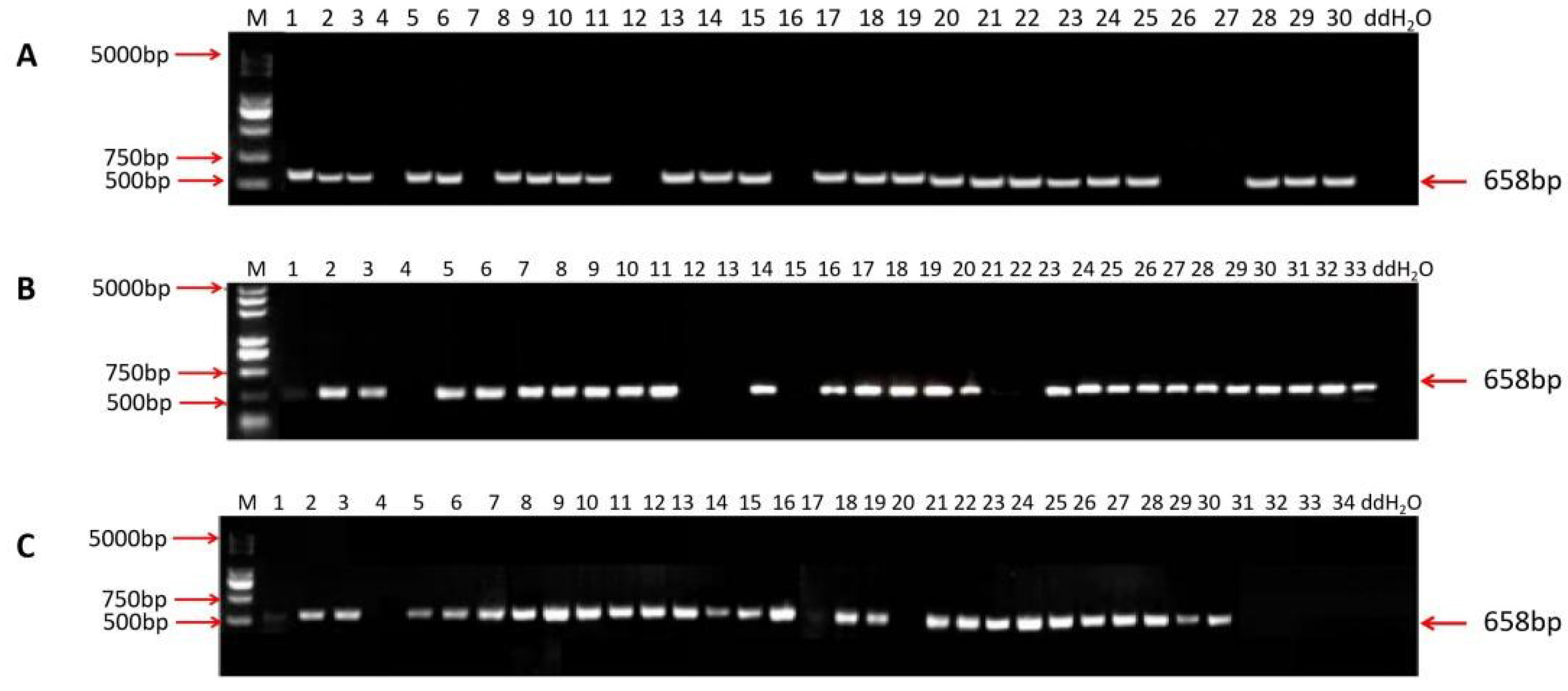 Ijms 23 10517 g004 550