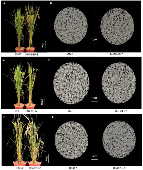 Development of Soft Rice Lines by Regulating Amylose Content via ...