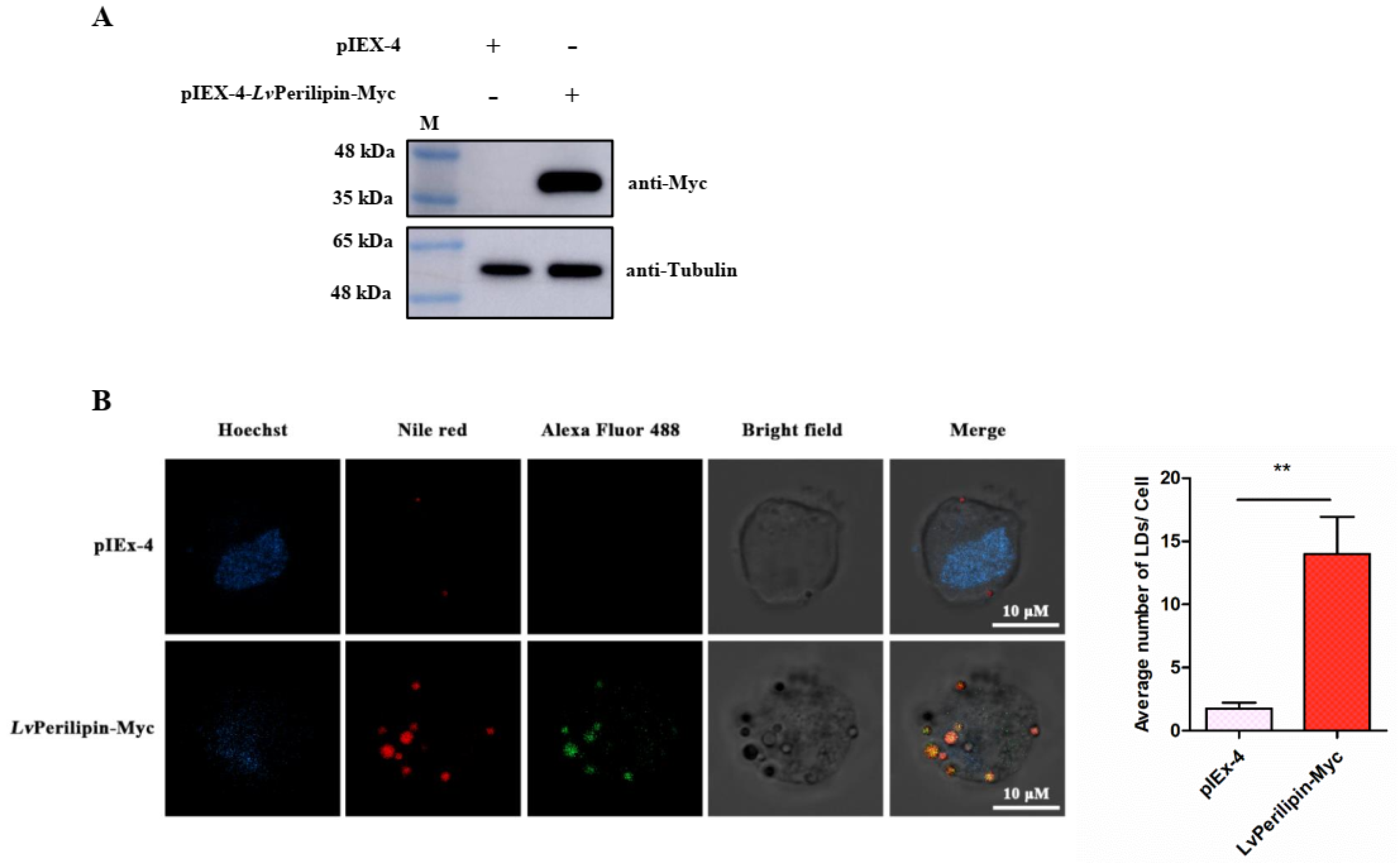Ijms 23 10520 g004 550
