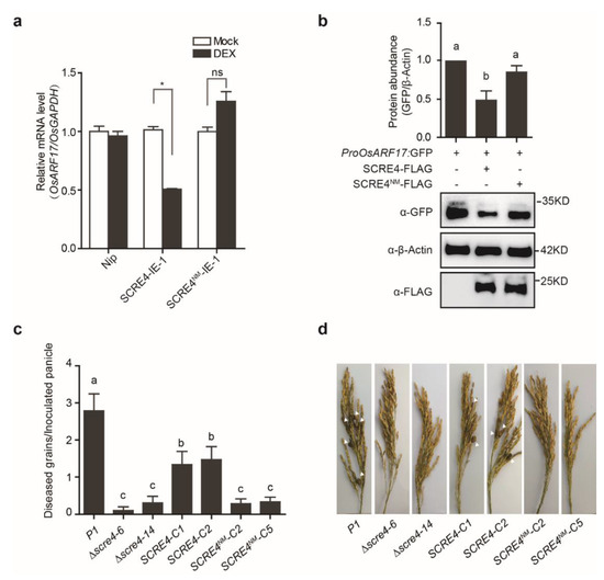 Ustilaginoidea virens Nuclear Effector SCRE4 Suppresses Rice
