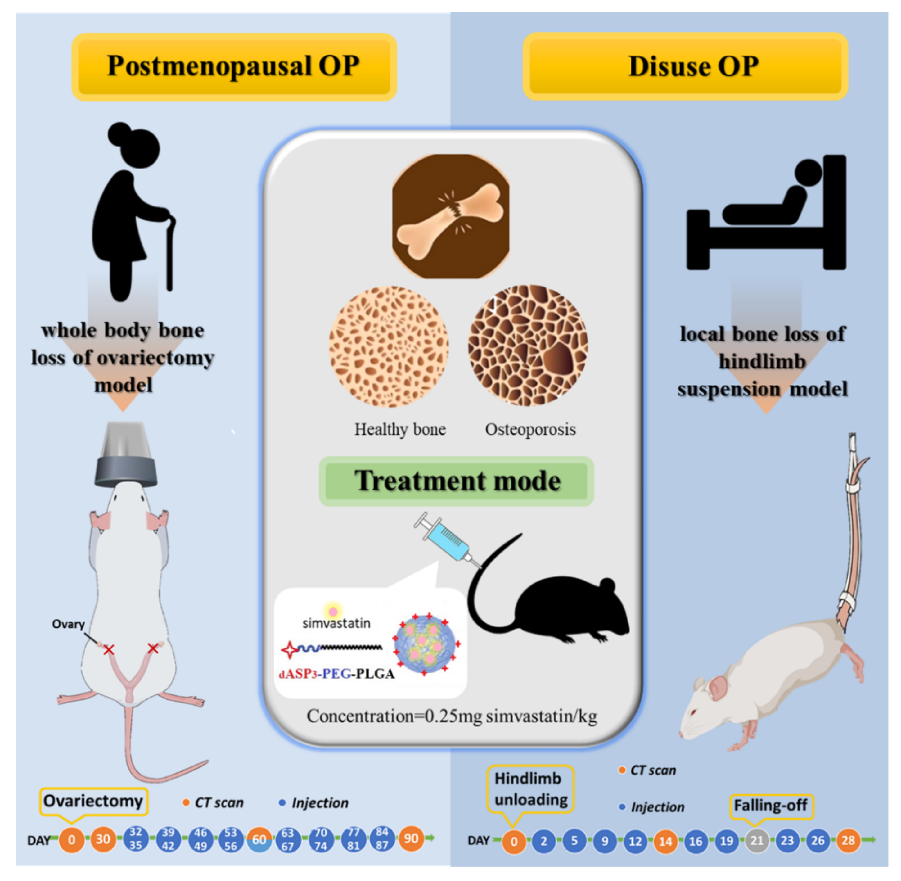 IJMS | Free Full-Text | Bone-Targeting Nanoparticles of a Dendritic (Aspartic acid)3-Functionalized PEG-PLGA Biopolymer Encapsulating Simvastatin for the Treatment of Osteoporosis in Rat Models IJMS | Free Full-Text | Bone-Targeting Nanoparticles of a Dendritic (Aspartic acid)3-Functionalized PEG-PLGA Biopolymer Encapsulating Simvastatin for the Treatment of Osteoporosis in Rat Models
