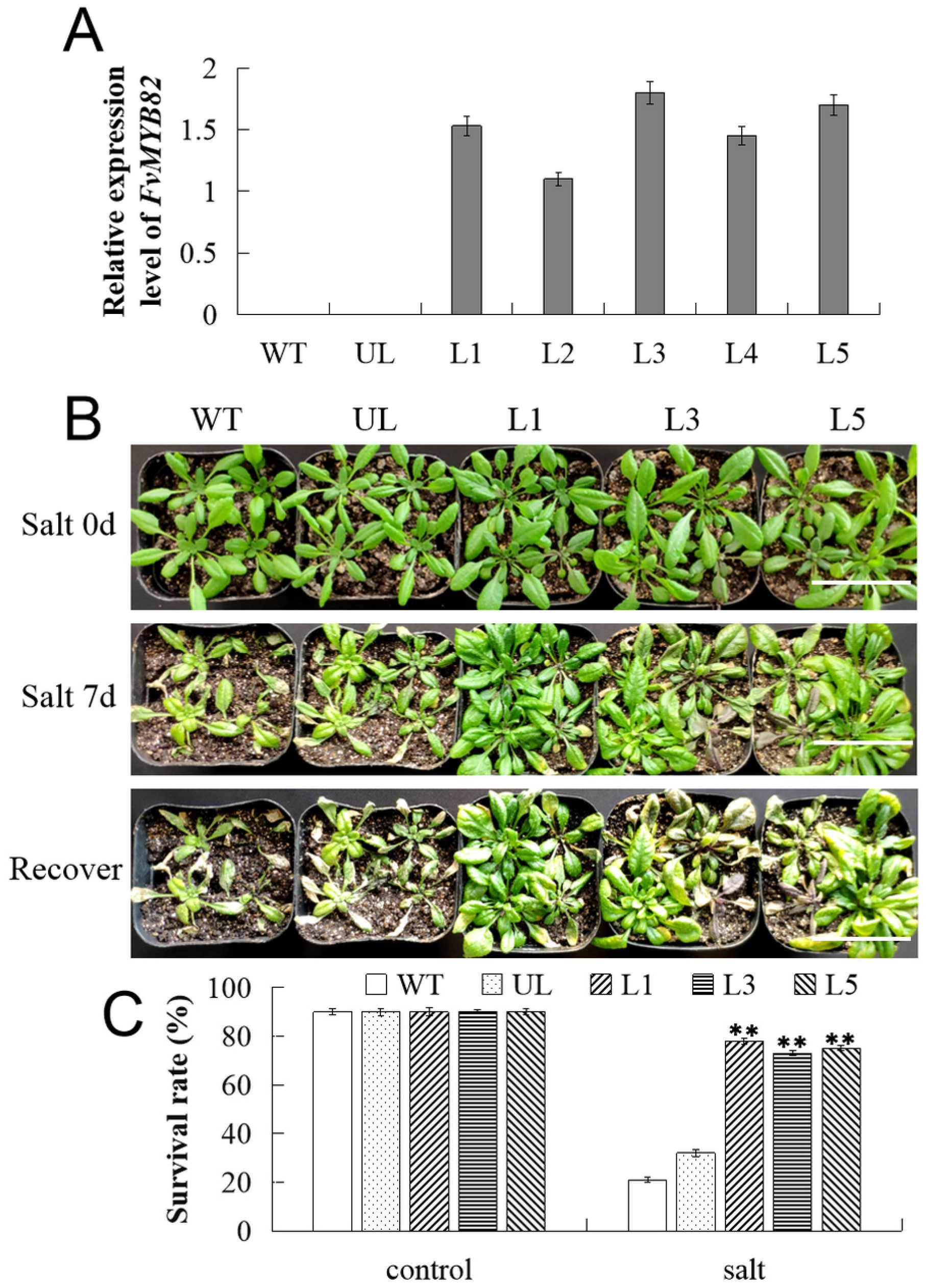 Ijms 23 10538 g005 550