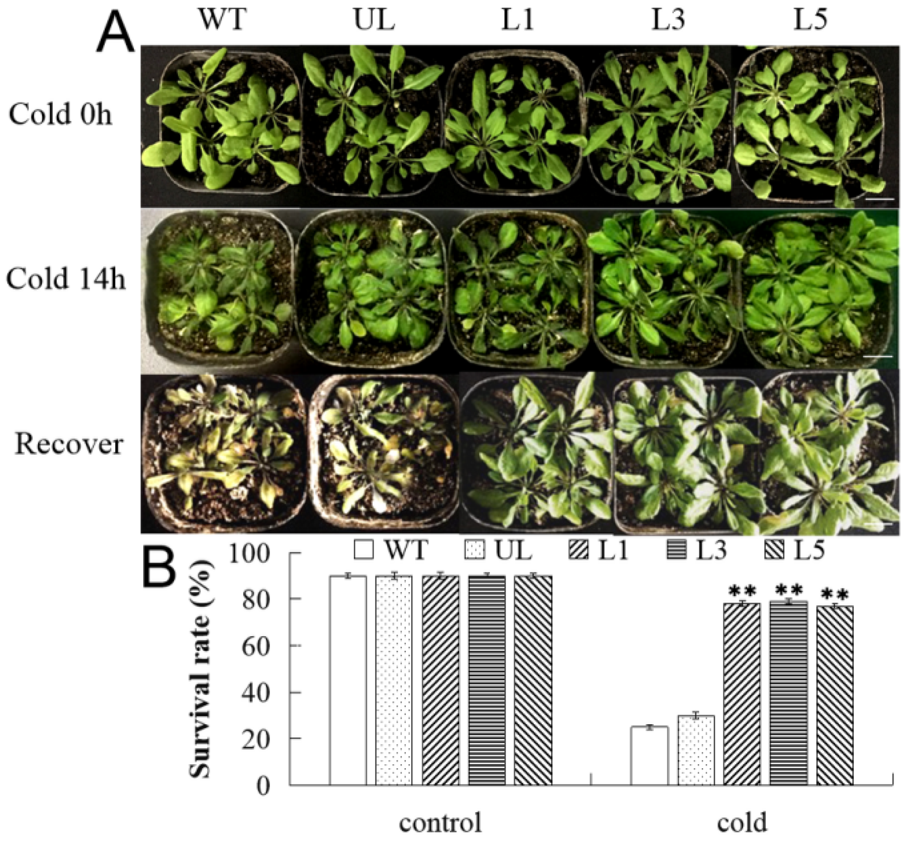 Ijms 23 10538 g008 550