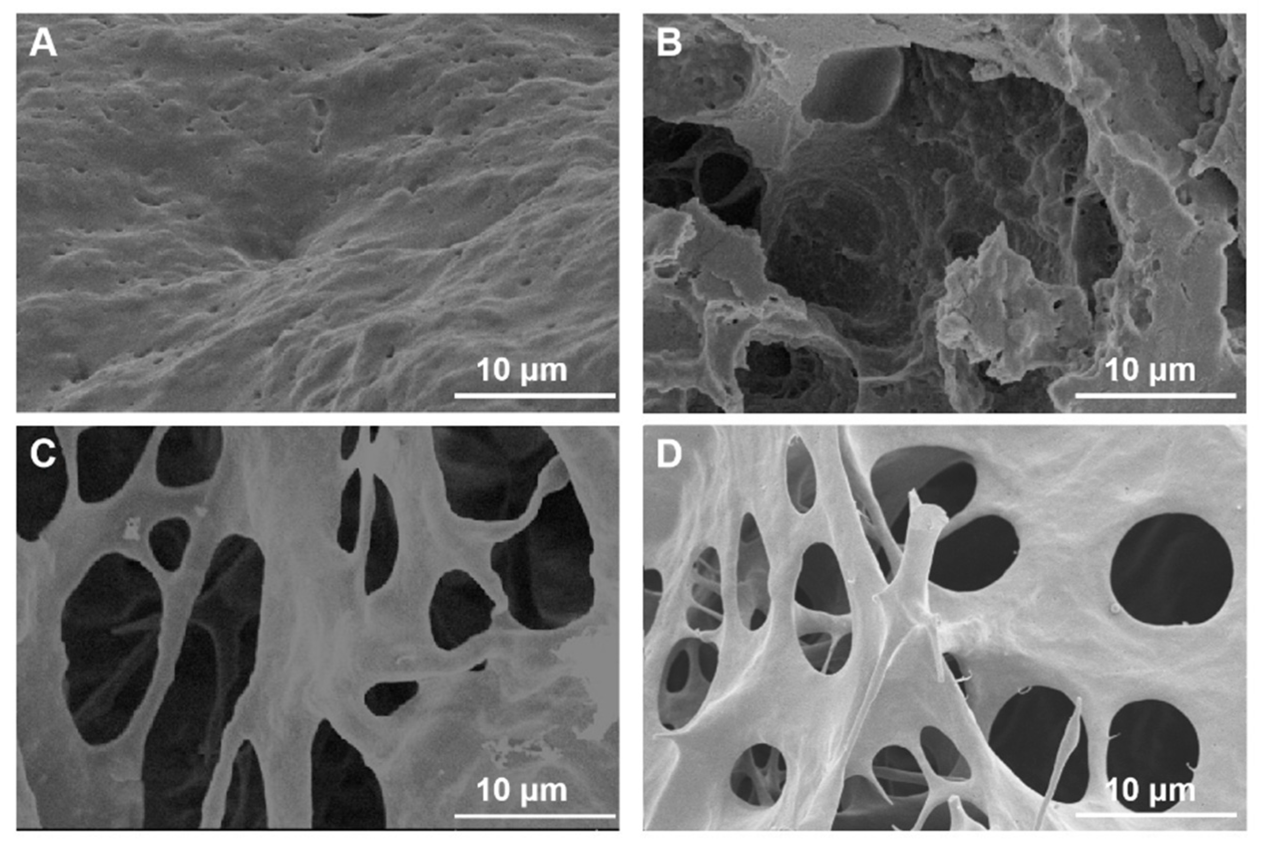 Ijms 23 10542 g004 550