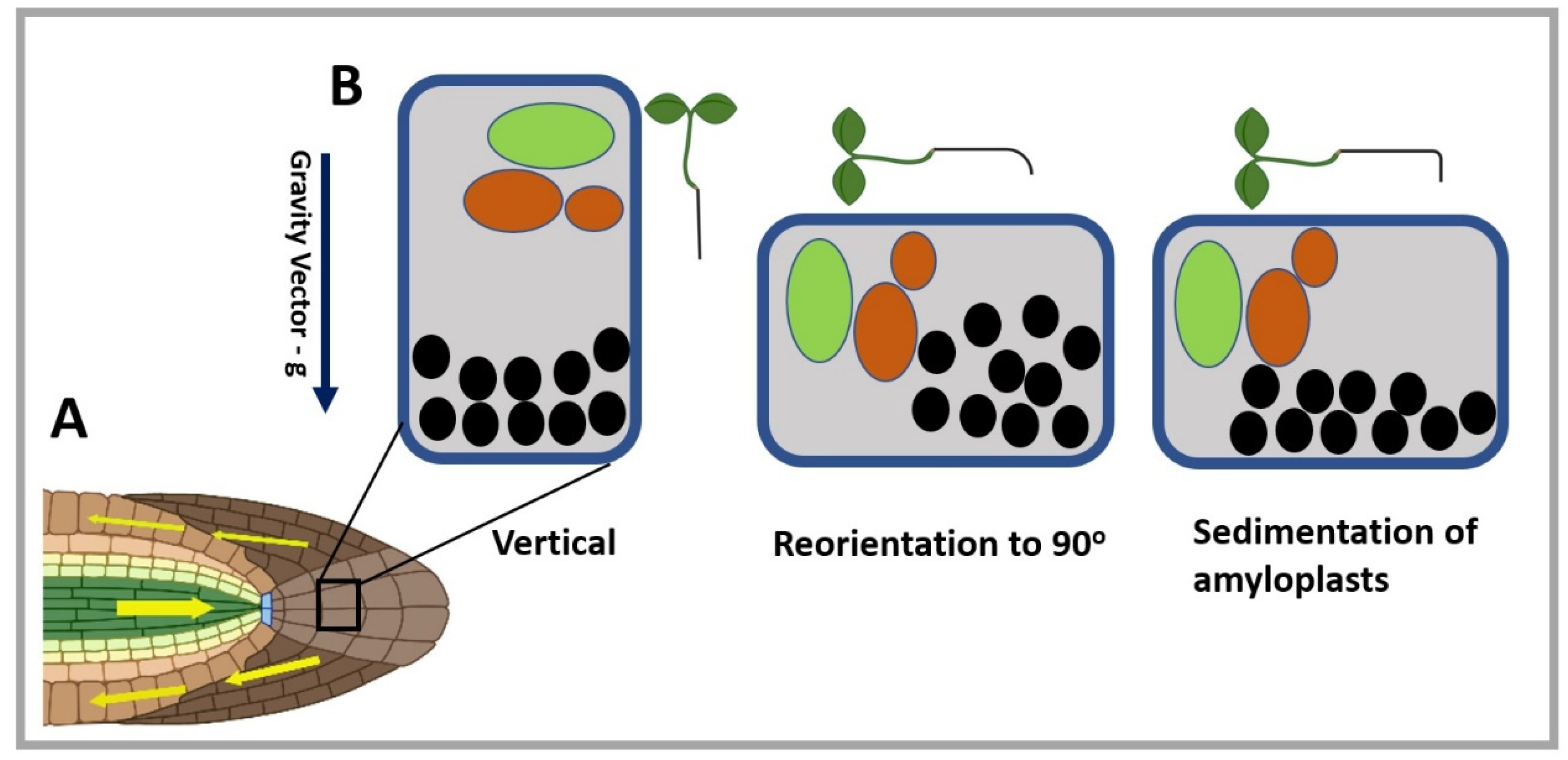 Ijms 23 10548 g001 550