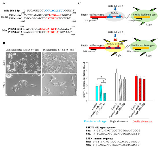 IJMS Free FullText Targeting PSEN1 by lncCYP3A432/miR29b25p