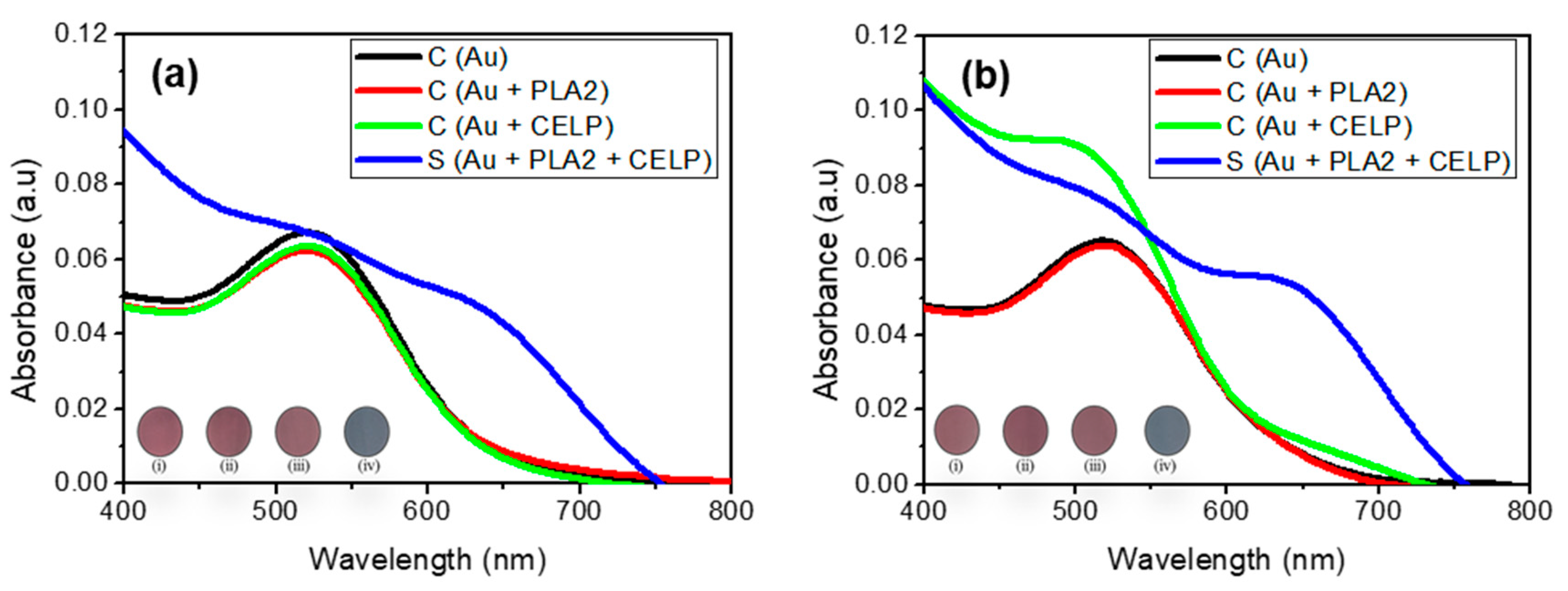 Cysteine-Encapsulated Liposome for Investigating