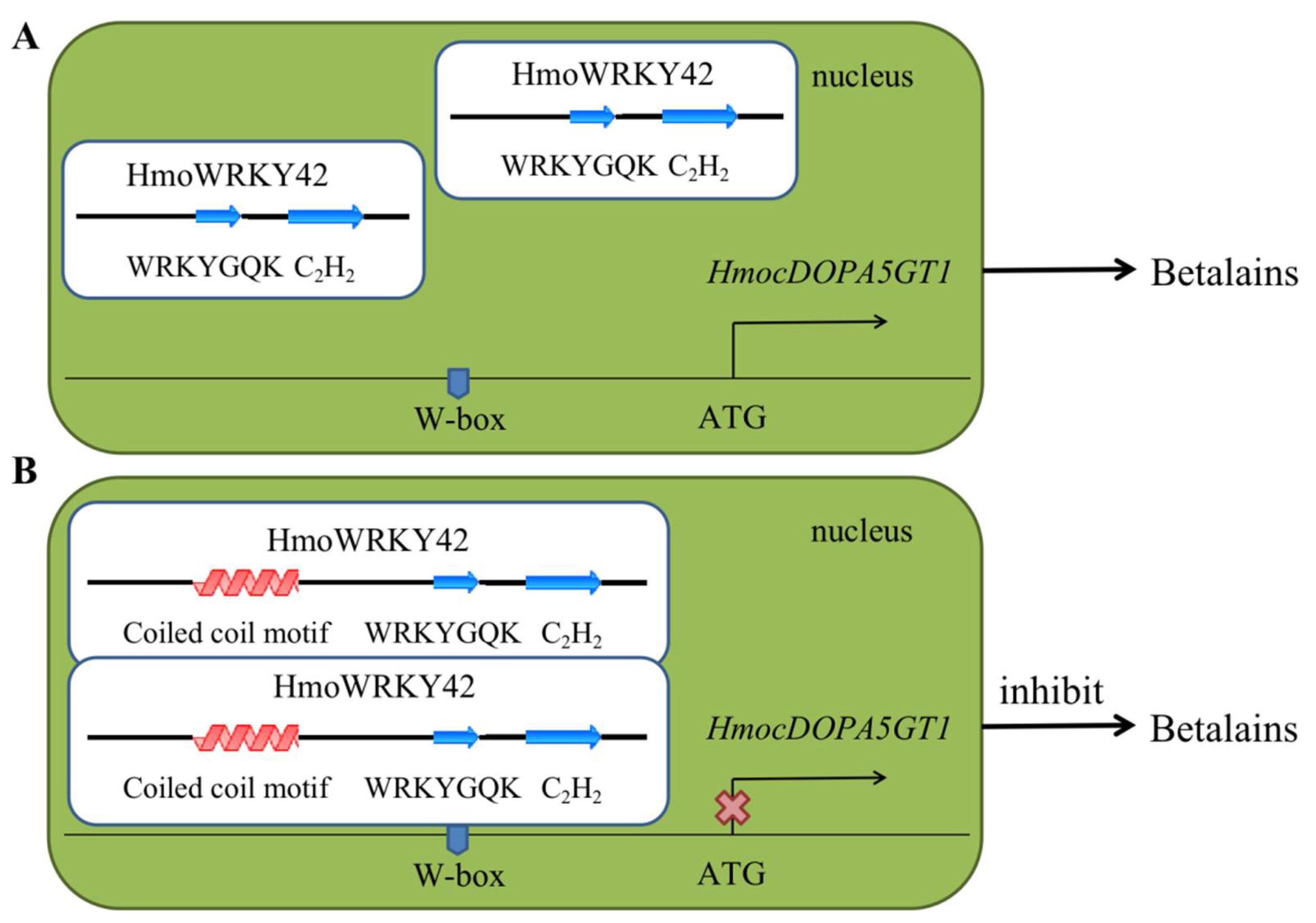 Frontiers  Identification of WRKY gene family members in amaranth based on  a transcriptome database and functional analysis of AtrWRKY42-2 in betalain  metabolism