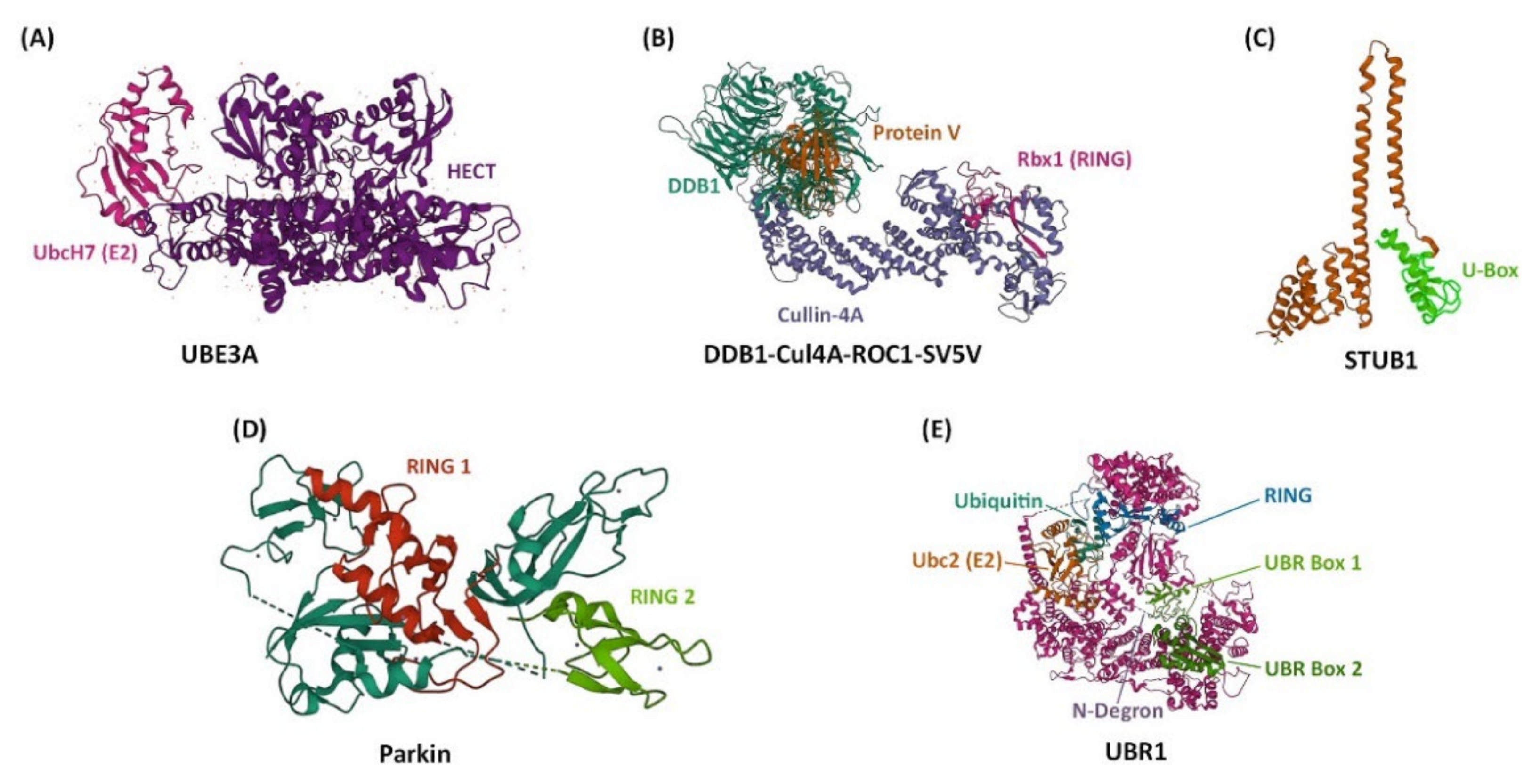 Ijms 23 10569 g001 Ijms 23 10569 g001