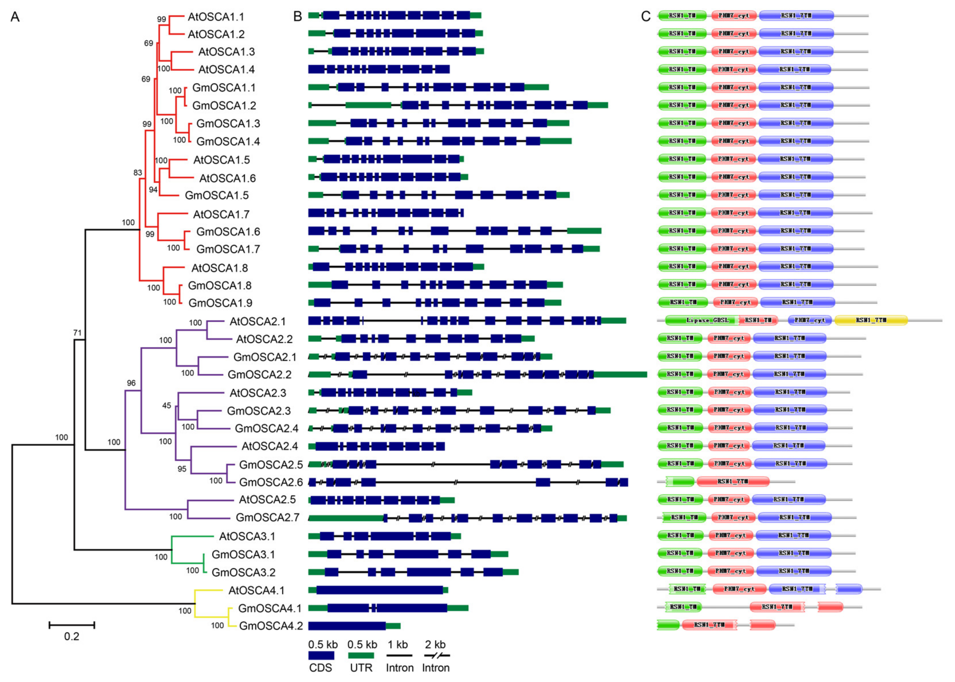 Systematic Characterization of the OSCA Family Members in