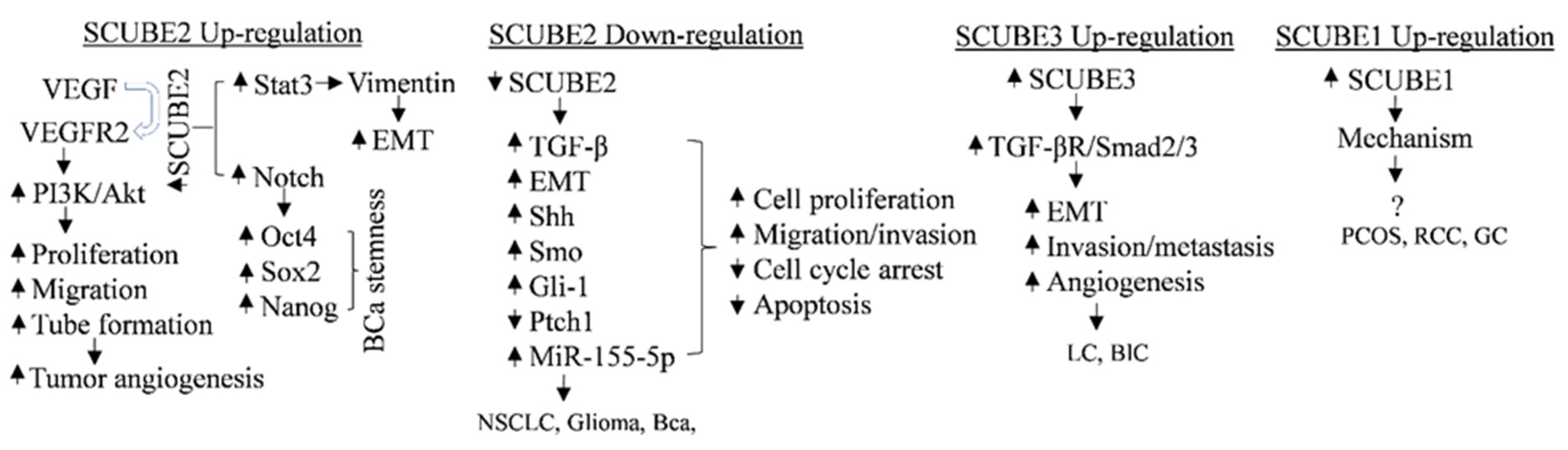 Ijms 23 10577 g005 Ijms 23 10577 g005