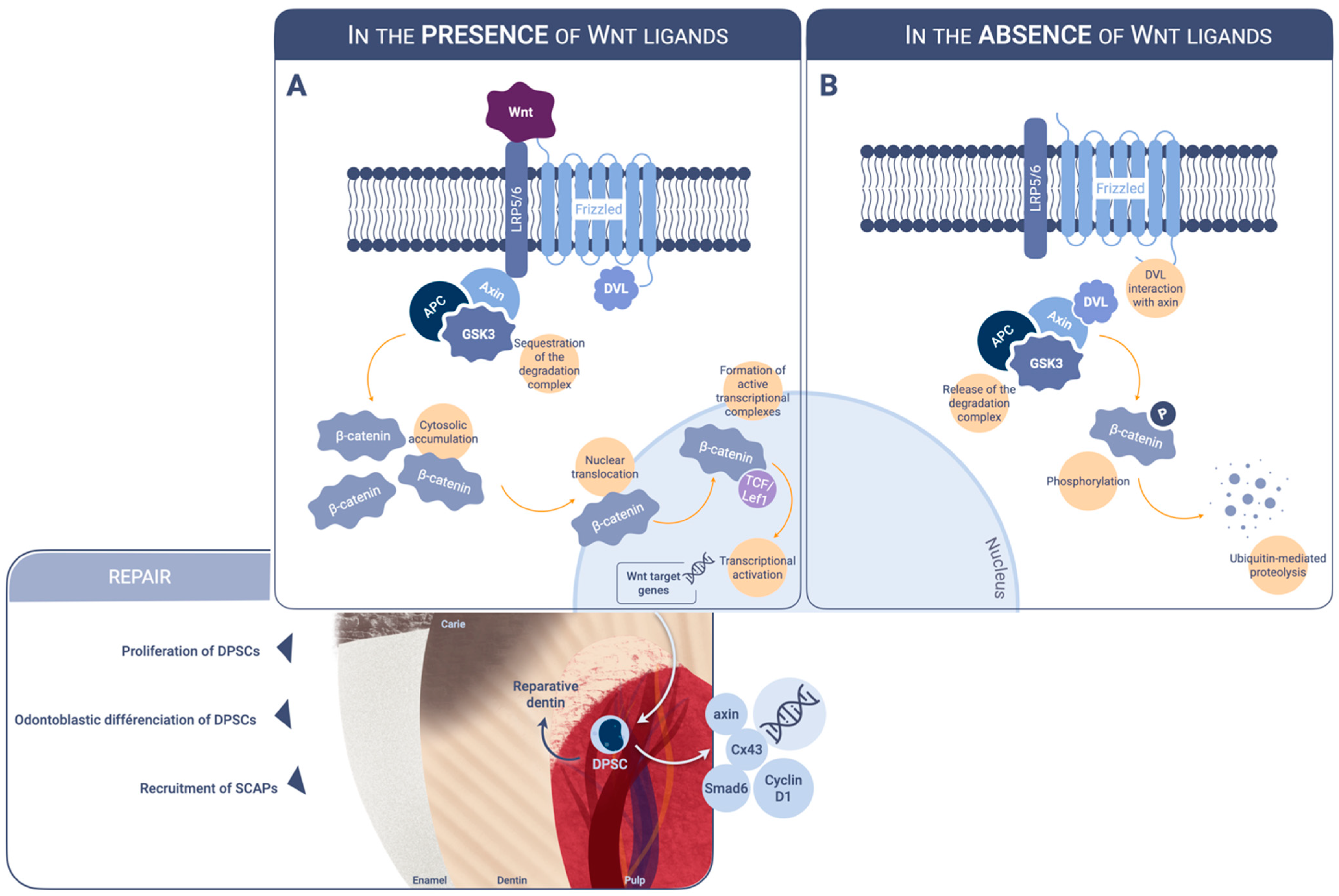 Ijms 23 10582 g001 Ijms 23 10582 g001