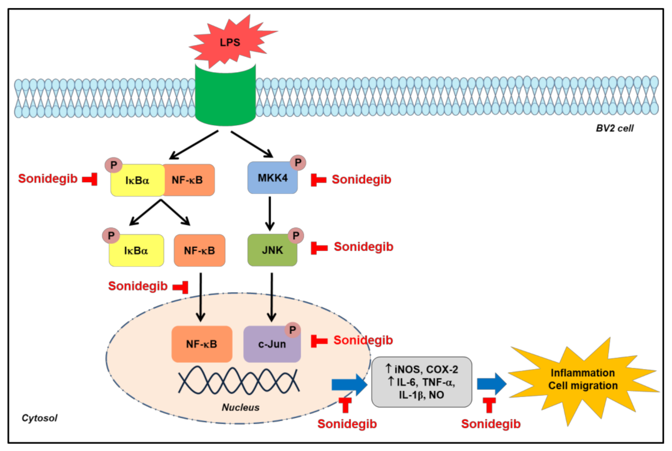 Ijms 23 10590 g008 550