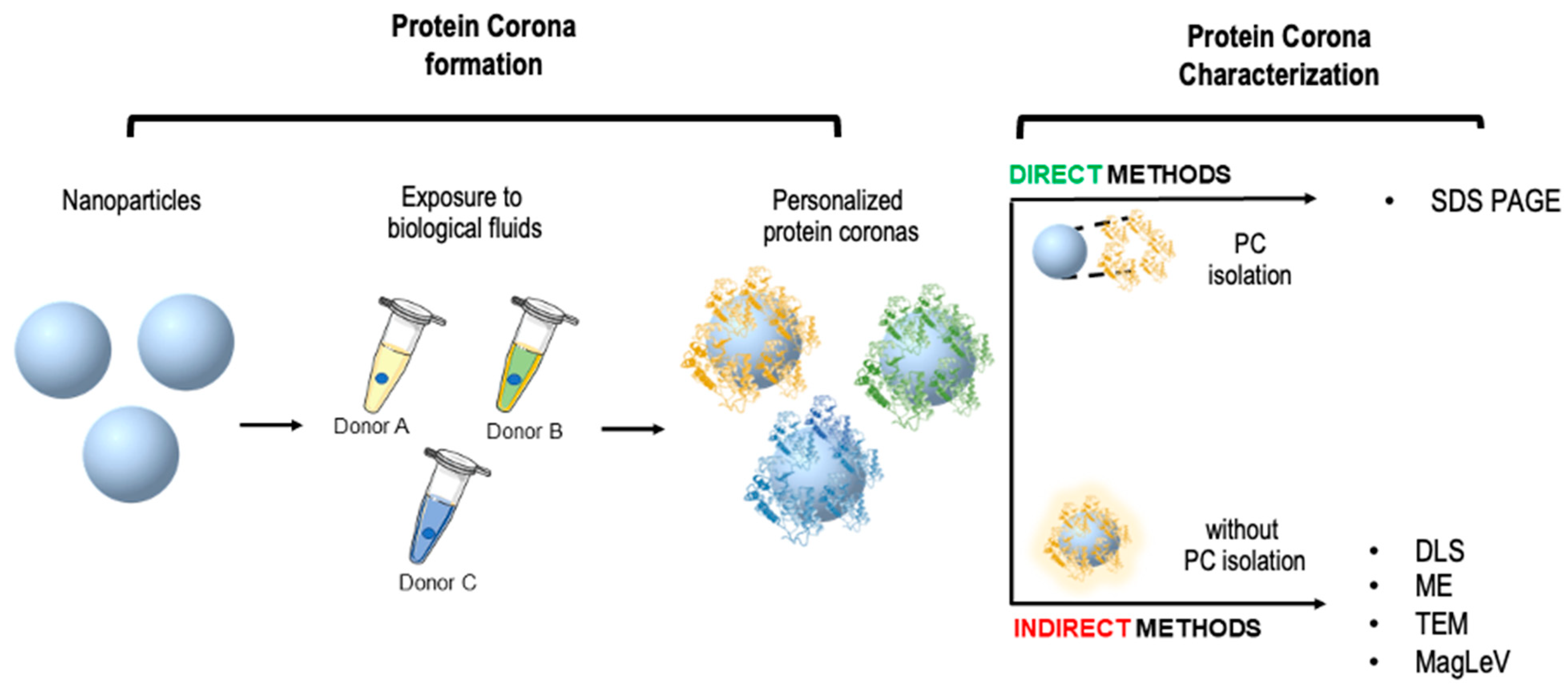 Ijms 23 10591 g003 550