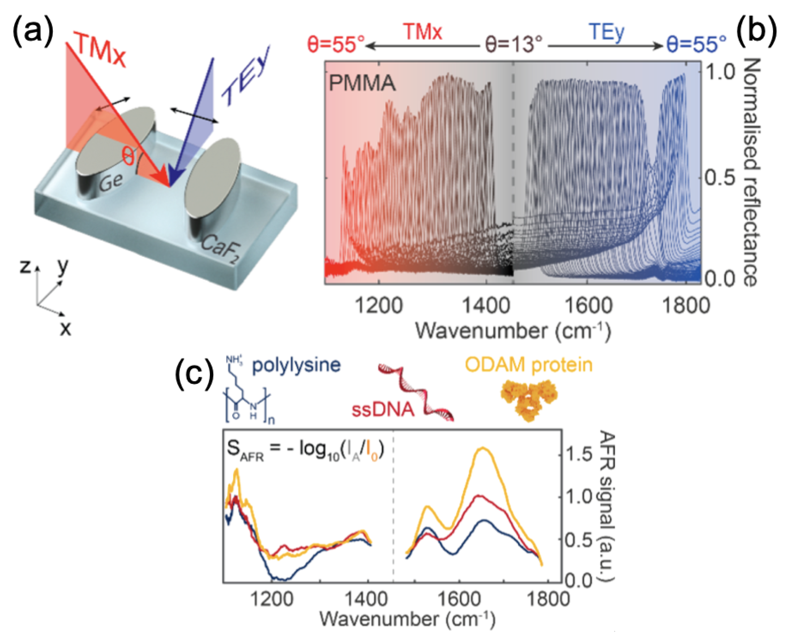 Ijms 23 10592 g004 550