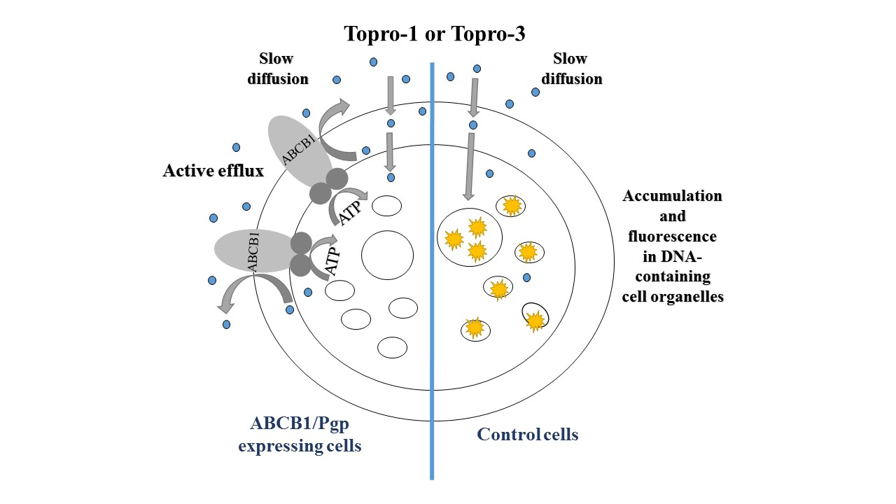 IJMS Free FullText Selective Fluorescent Probes for High