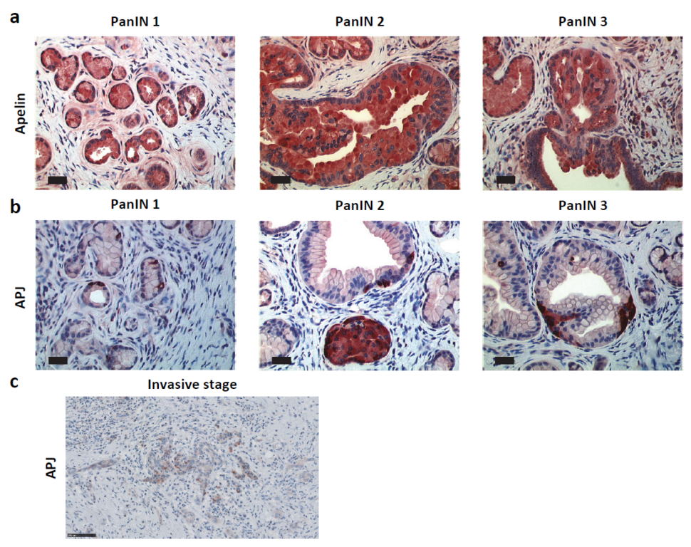 Ijms 23 10600 g003 Ijms 23 10600 g003