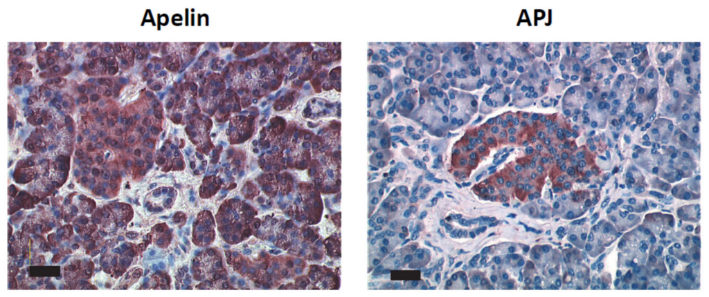 Ijms 23 10600 g0a1 Ijms 23 10600 g0a1