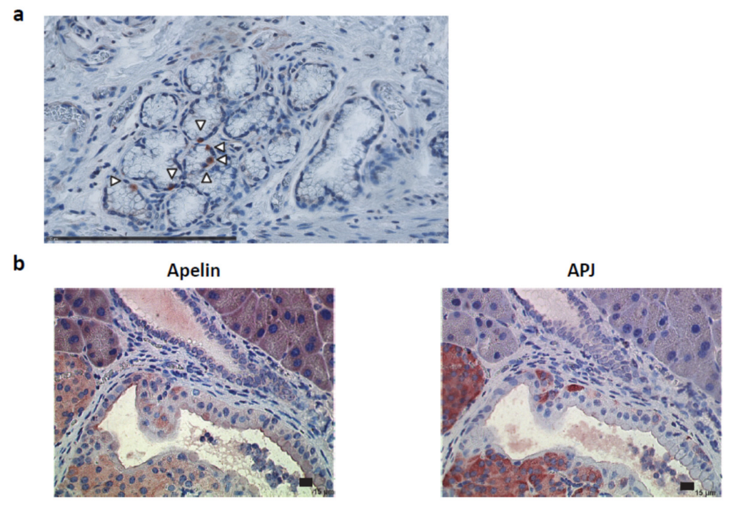 Ijms 23 10600 g0a4 Ijms 23 10600 g0a4