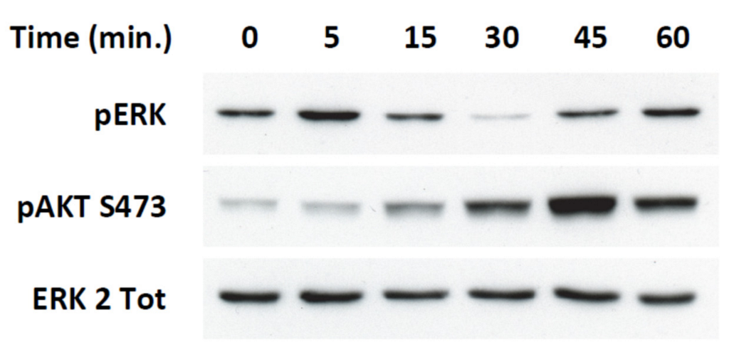 Ijms 23 10600 g0a8 Ijms 23 10600 g0a8