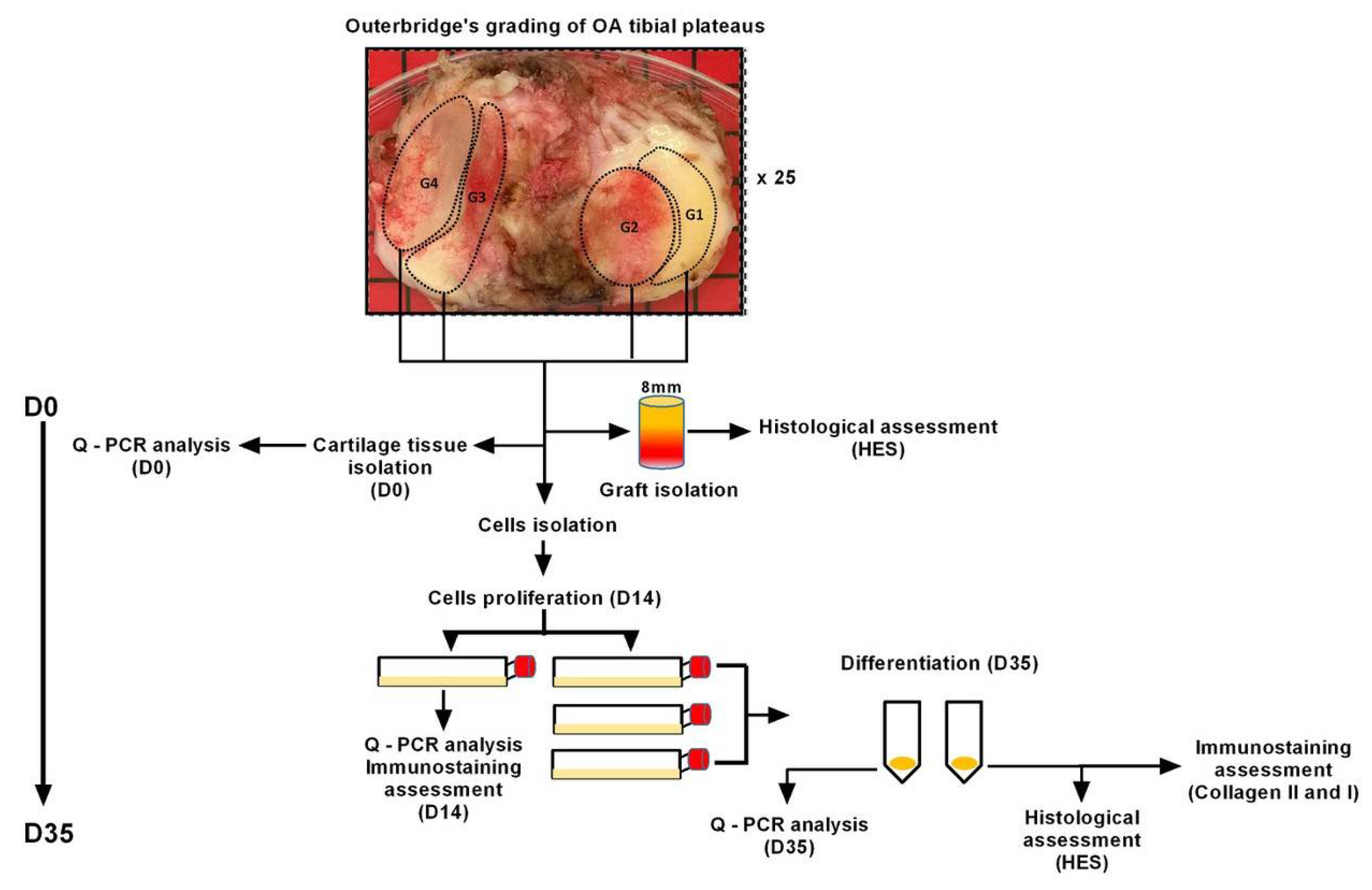 Ijms 23 10610 g001 Ijms 23 10610 g001