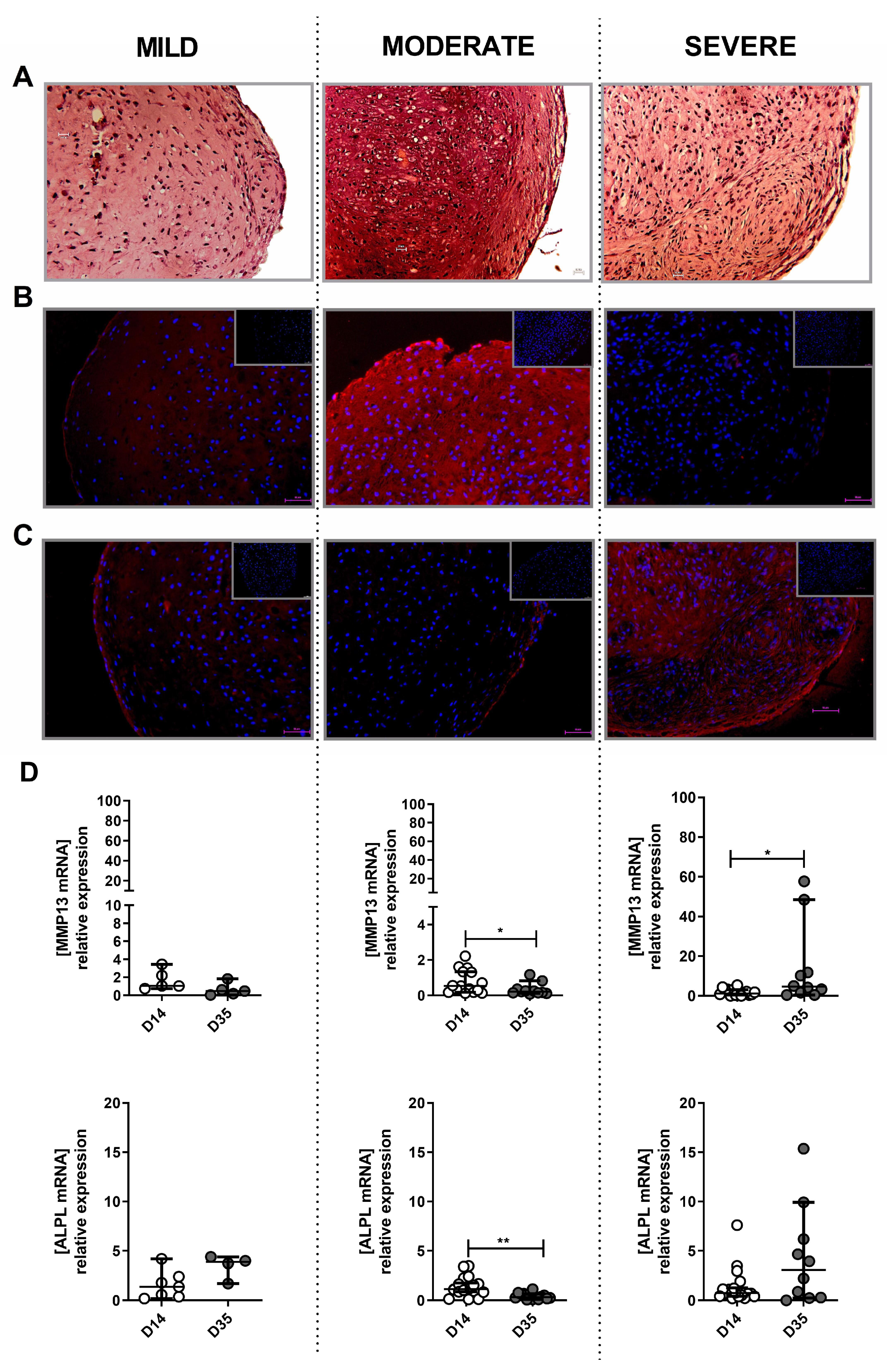 Ijms 23 10610 g008 Ijms 23 10610 g008