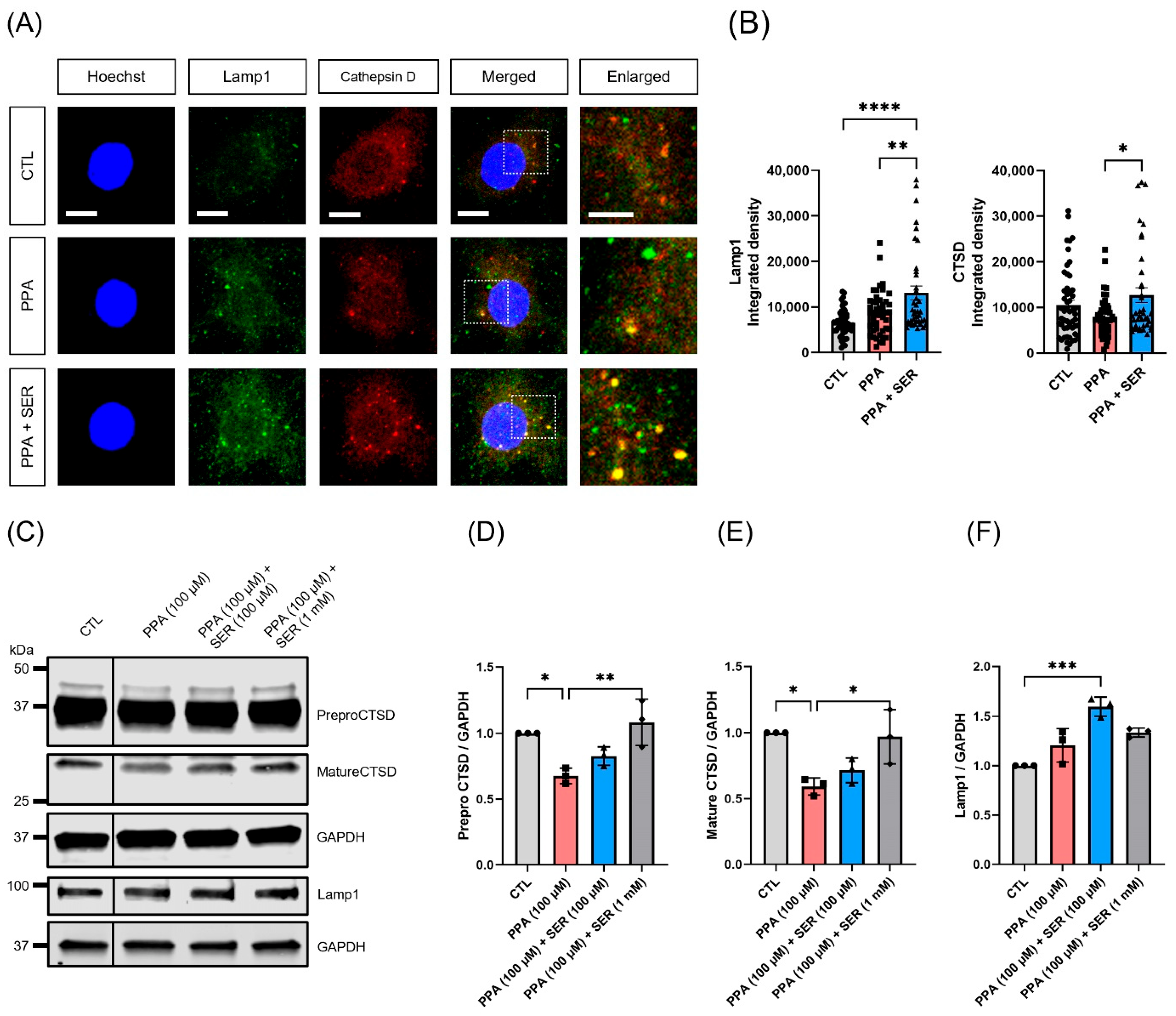 Ijms 23 10613 g006 550