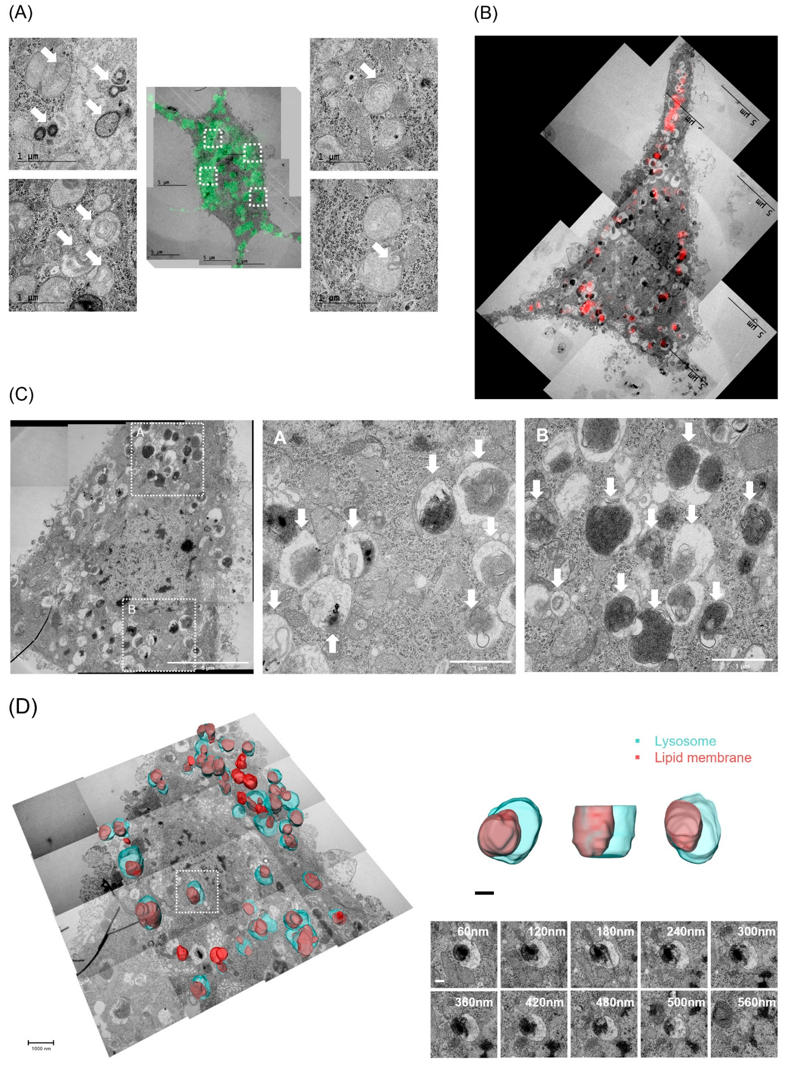 Ijms 23 10613 g007 550