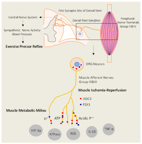 Sympathetic Nervous System And Blood Pressure IJMS | Free Full-Text | Sympathetic Nerve Activity and Blood Pressure