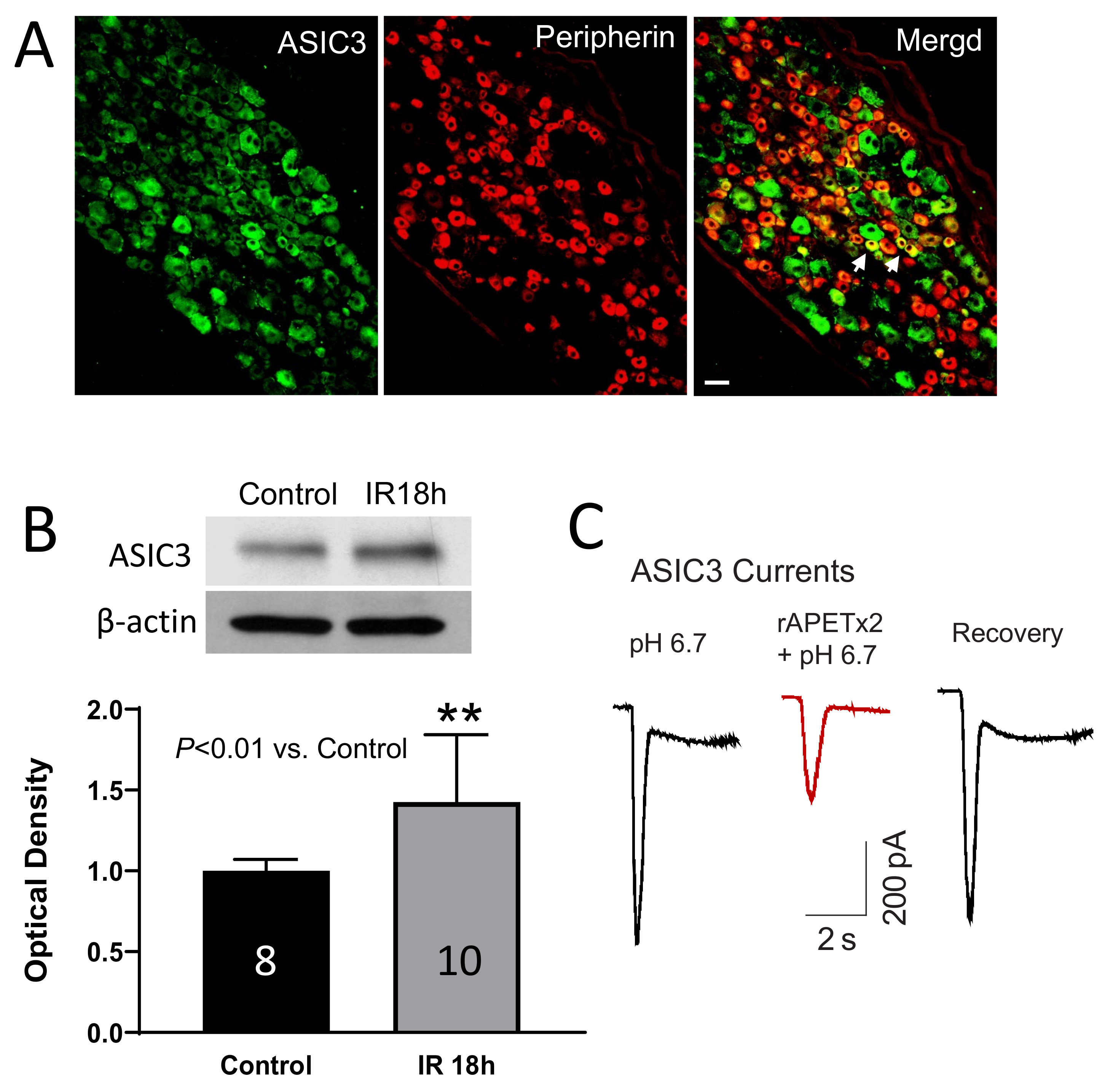 Ijms 23 10622 g005 Ijms 23 10622 g005