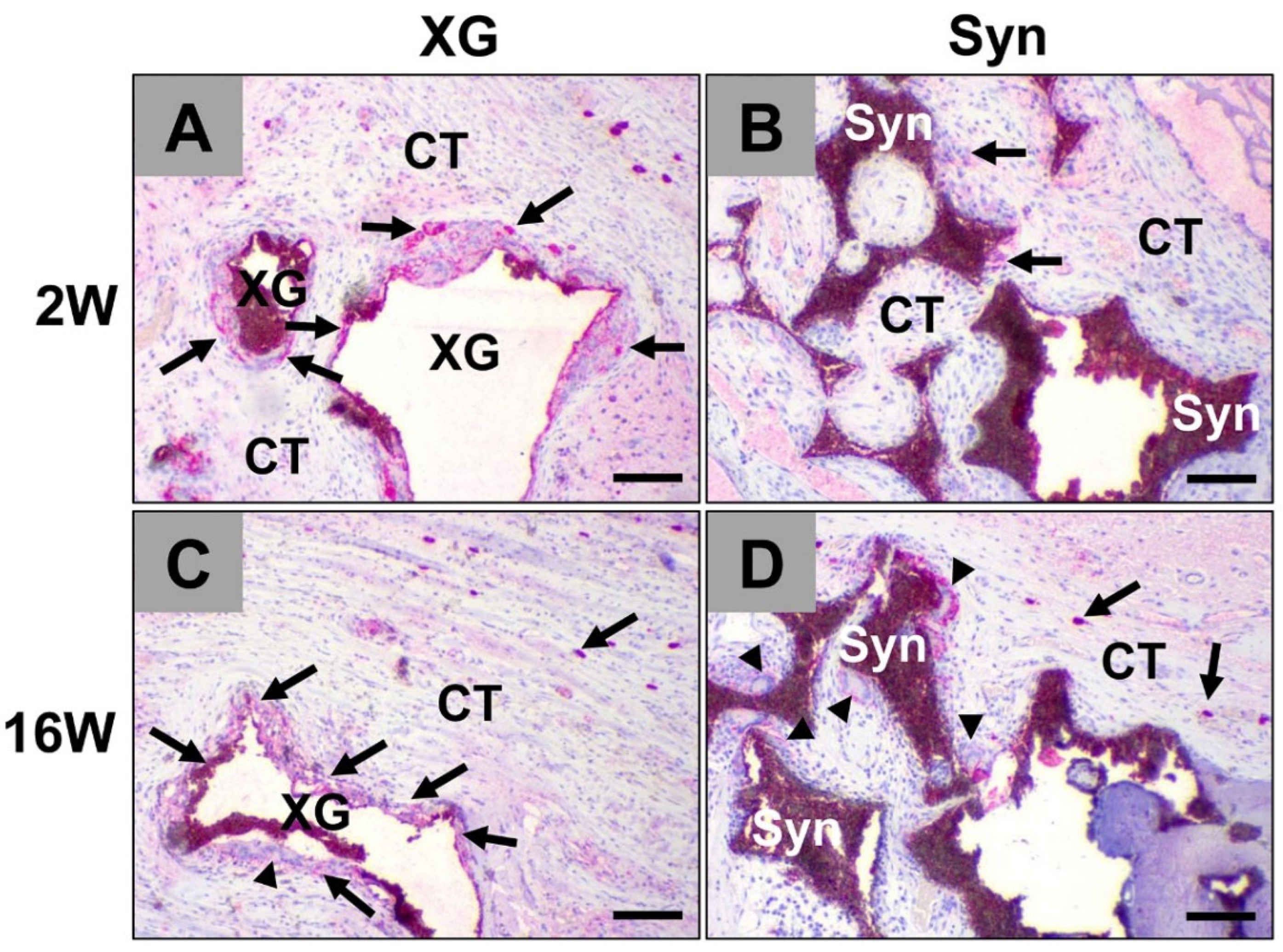 Ijms 23 10636 g004 550