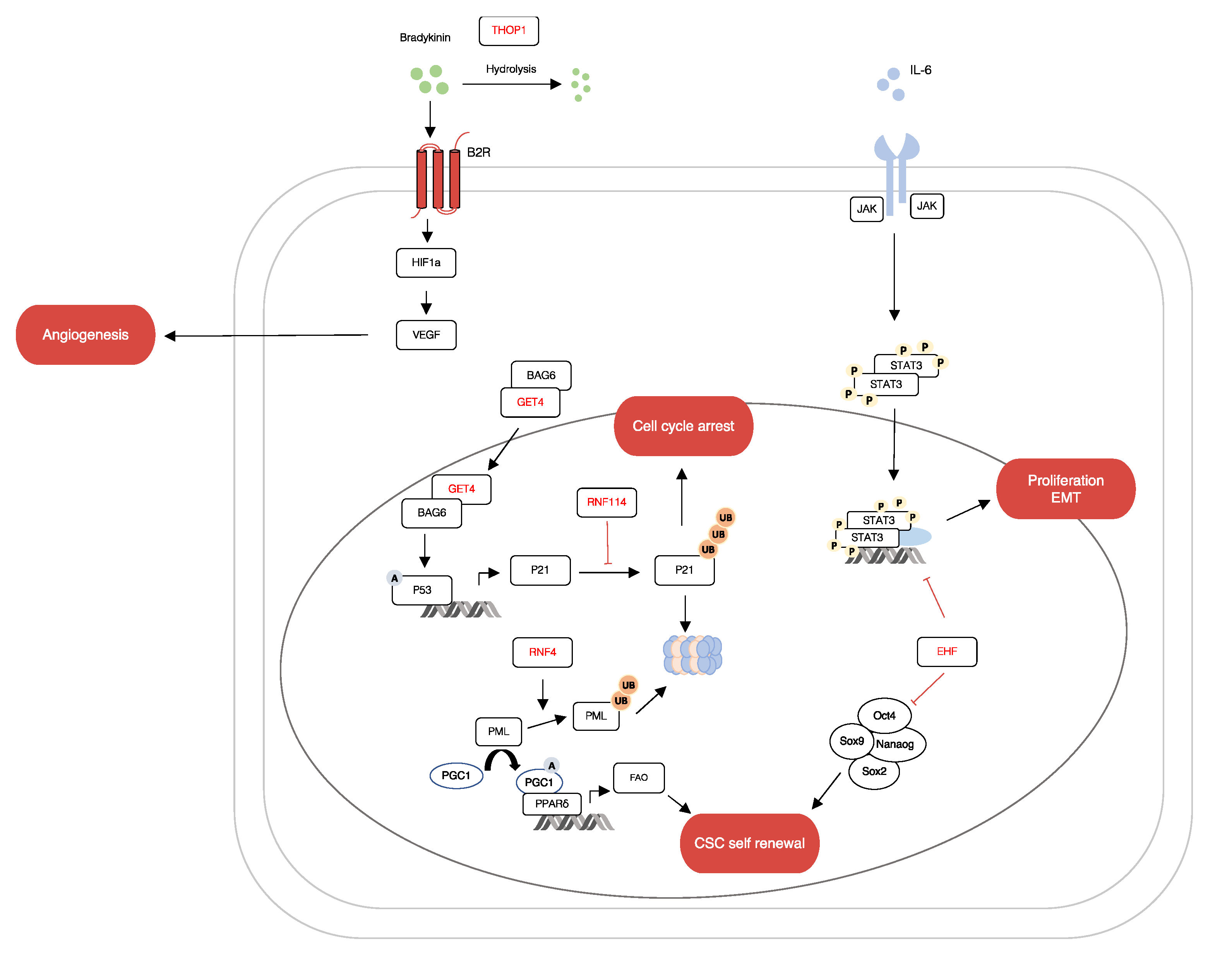 Ijms 23 10639 g006 550