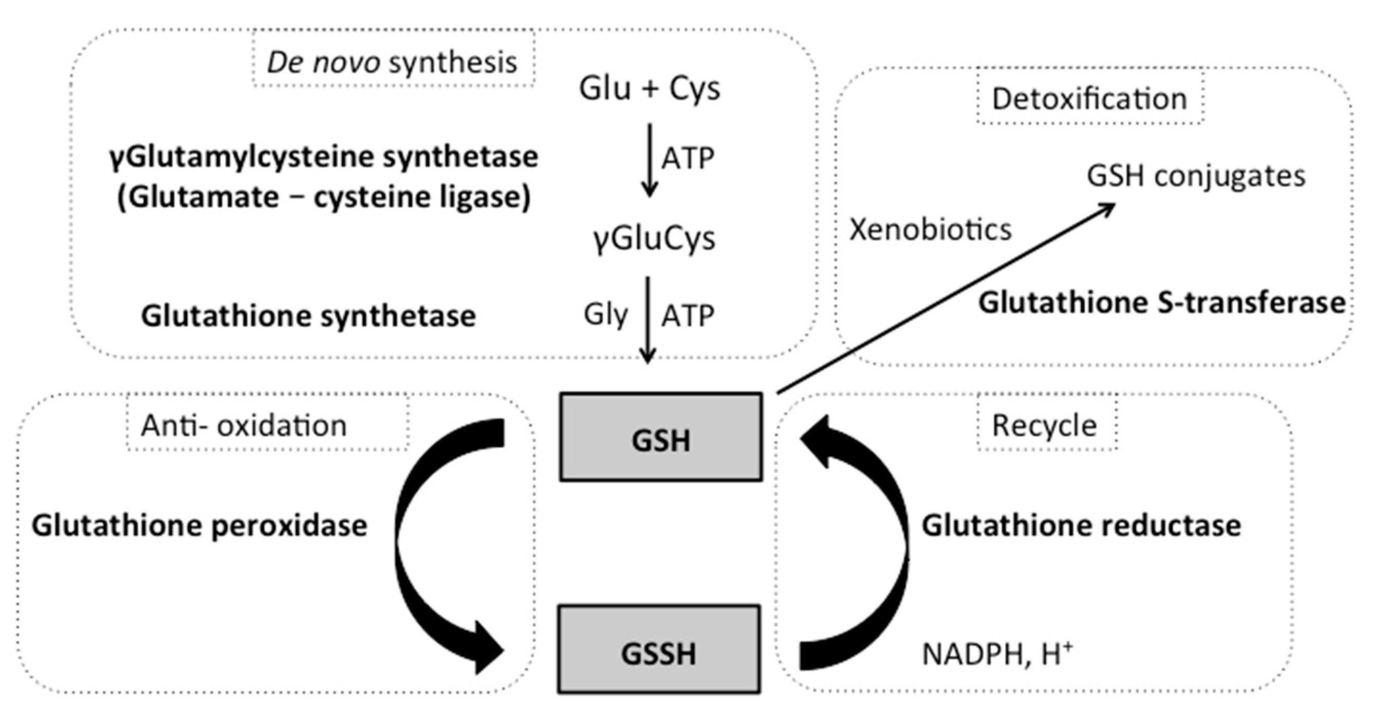 IJMS Free FullText The Role of the Glutathione System in Stress
