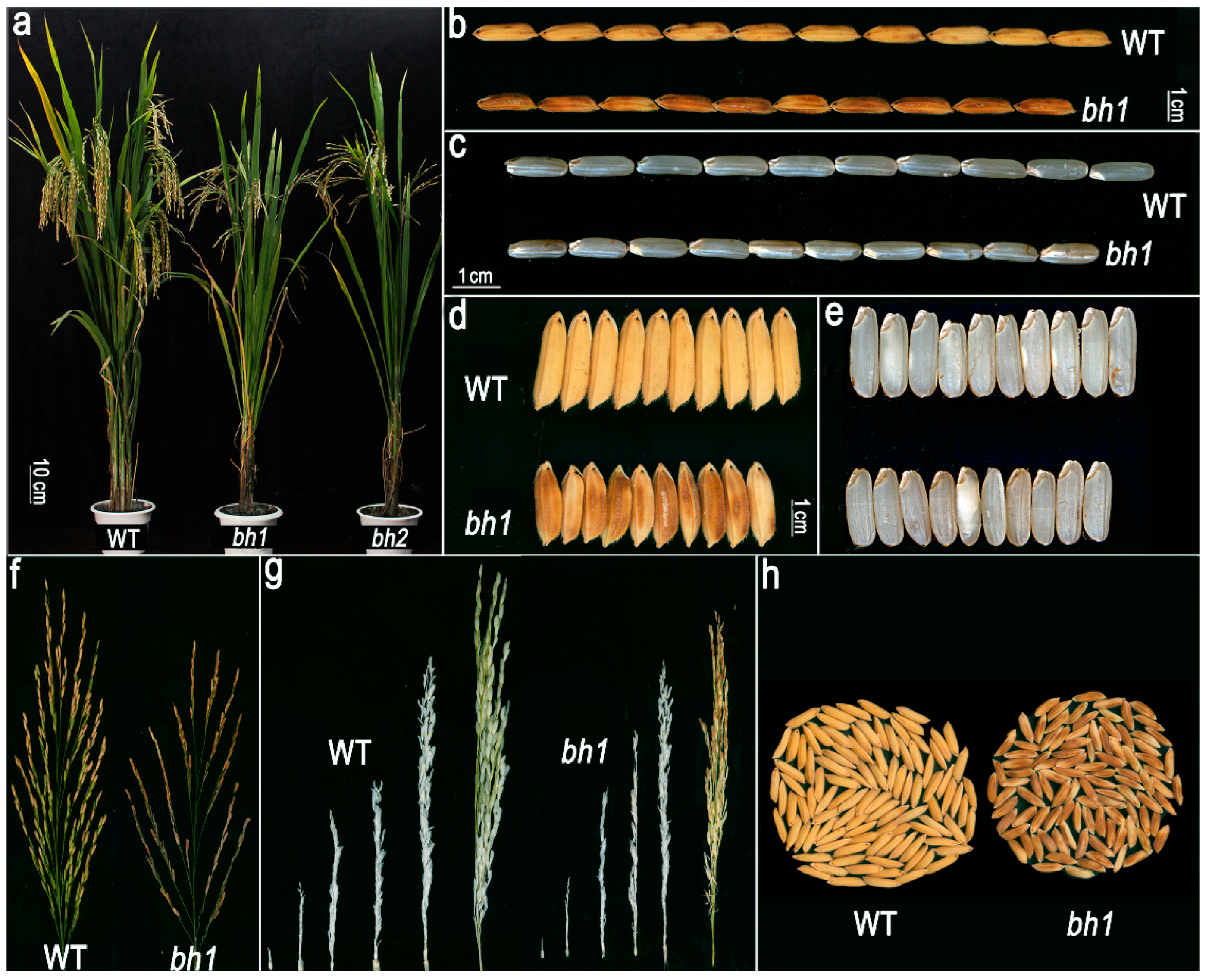 Rice β-Glucosidase 4 (Os1βGlu4) Regulates the Hull