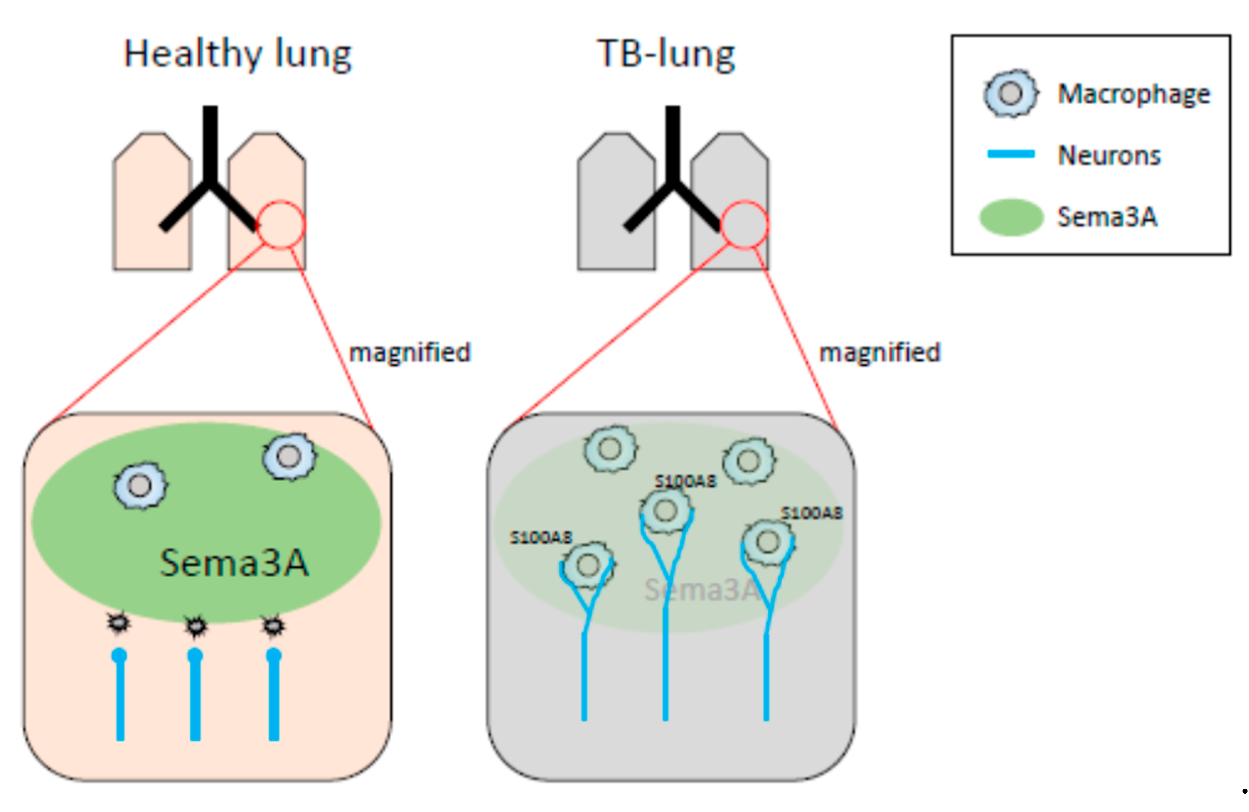 Ijms 23 10652 g007 550