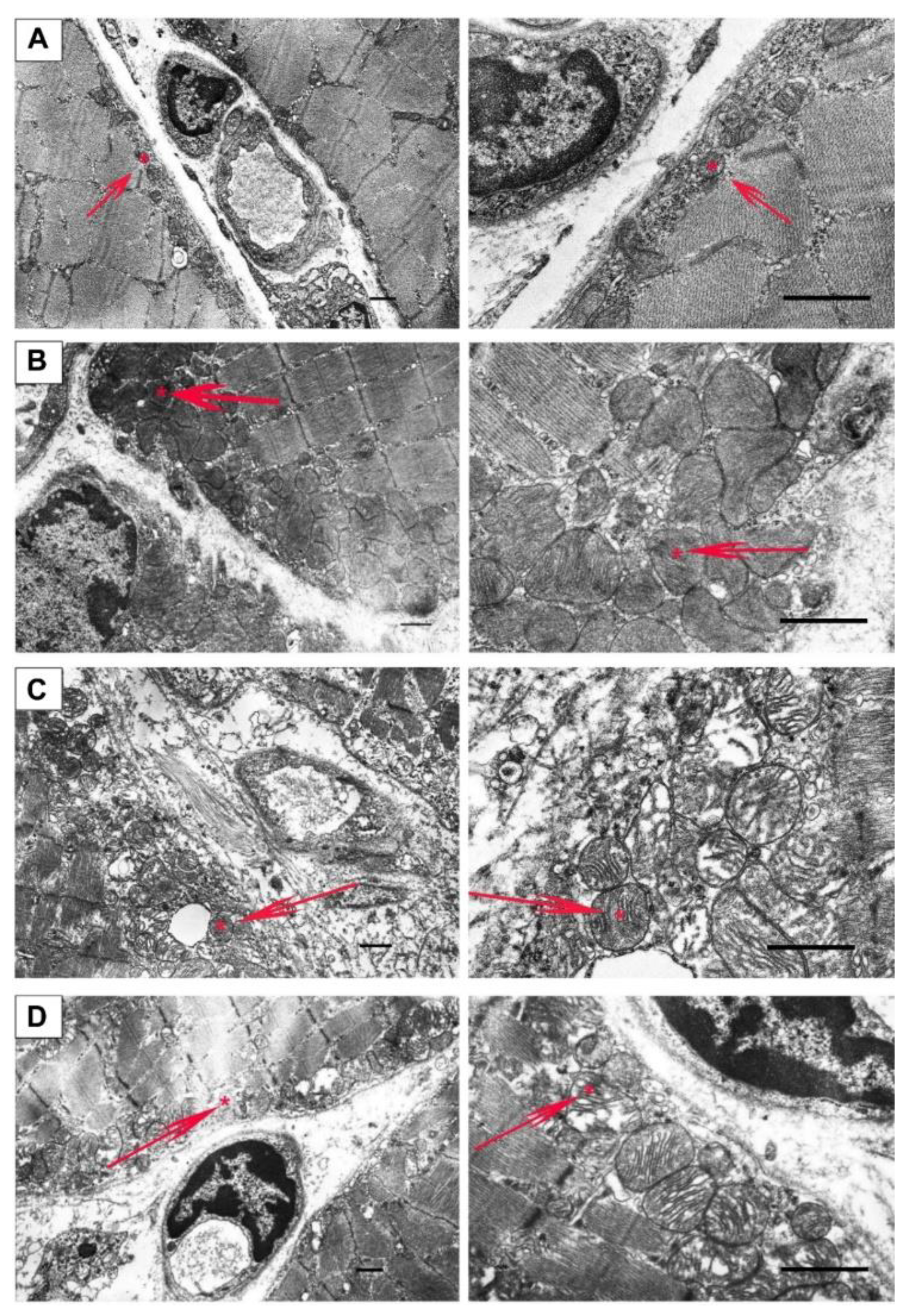 Ijms 23 10660 g004 550