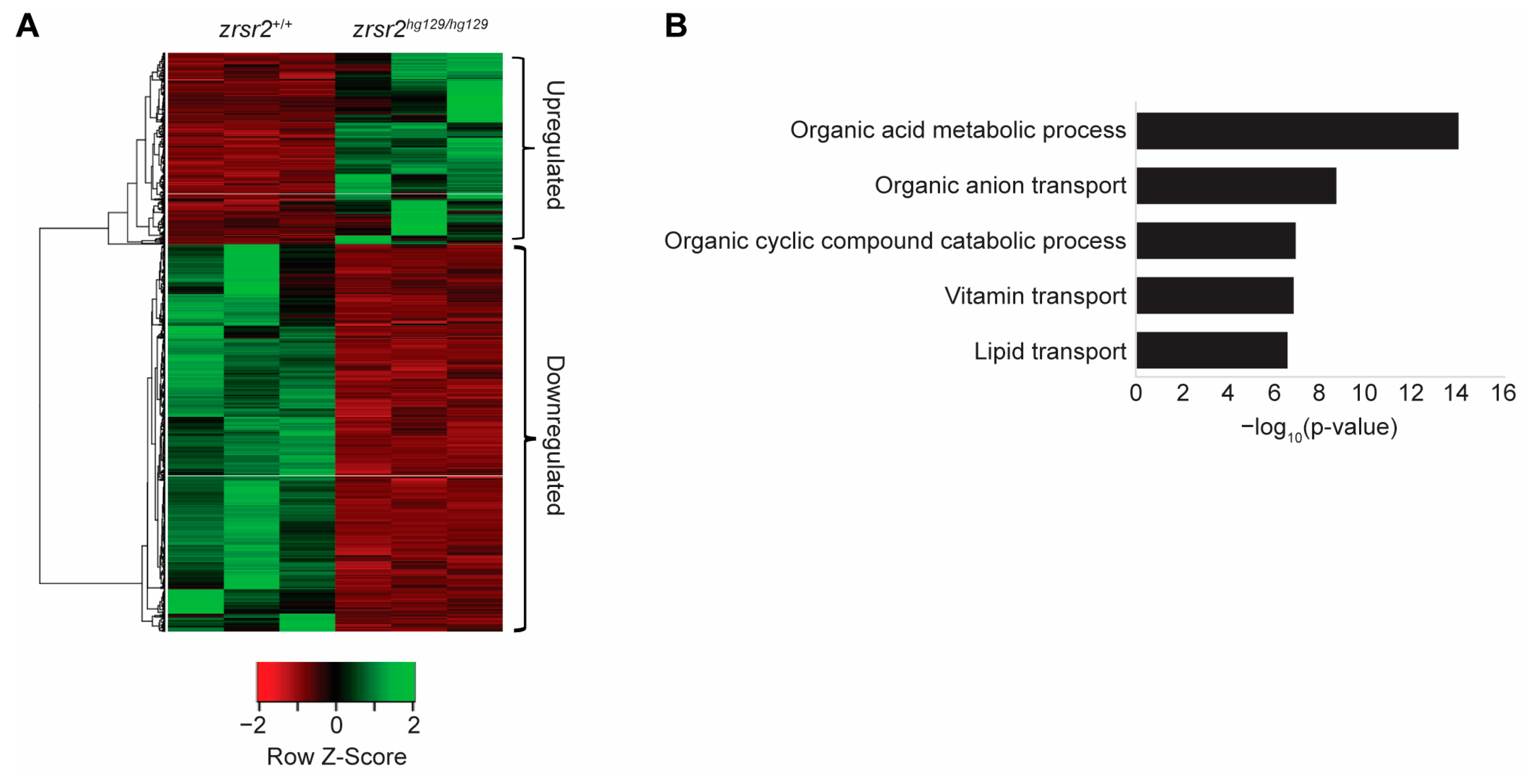 Ijms 23 10668 g004 550