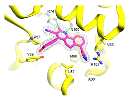 Ijms 23 10669 i005 Ijms 23 10669 i005