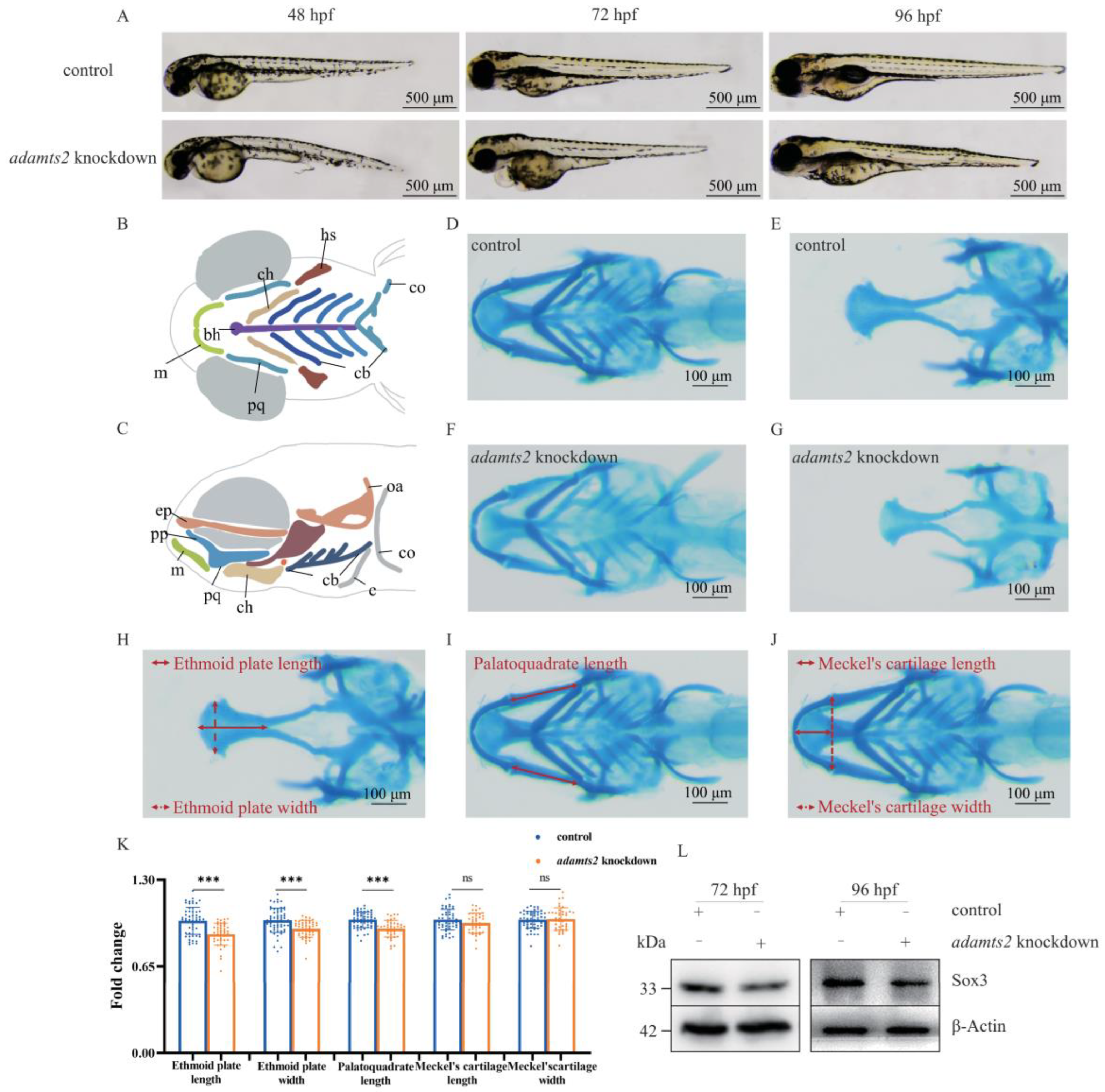 Ijms 23 10673 g003 550