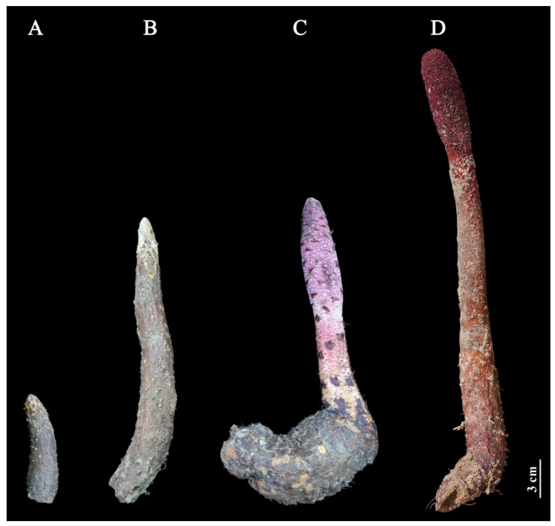 Ijms 23 10675 g012 550